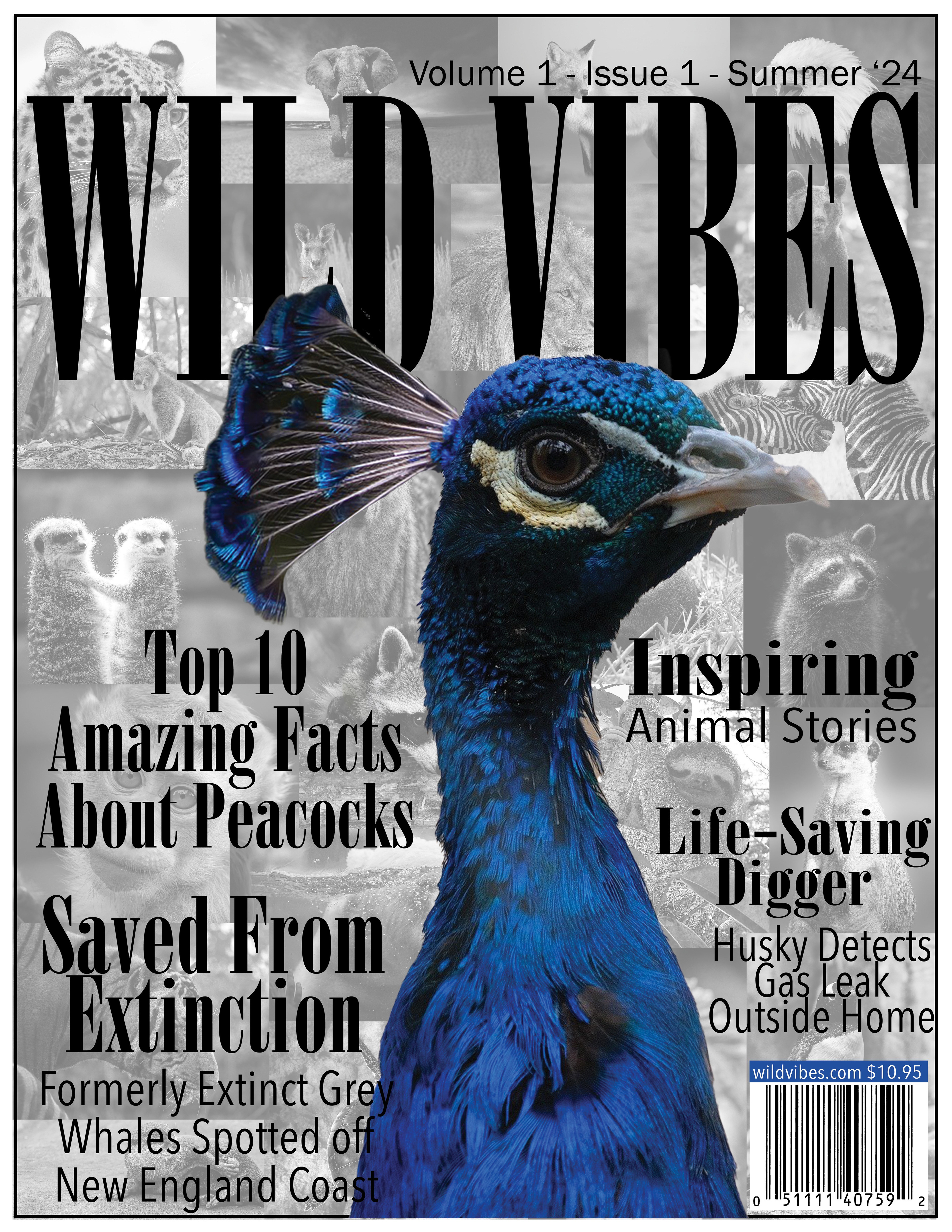 Magazine design
