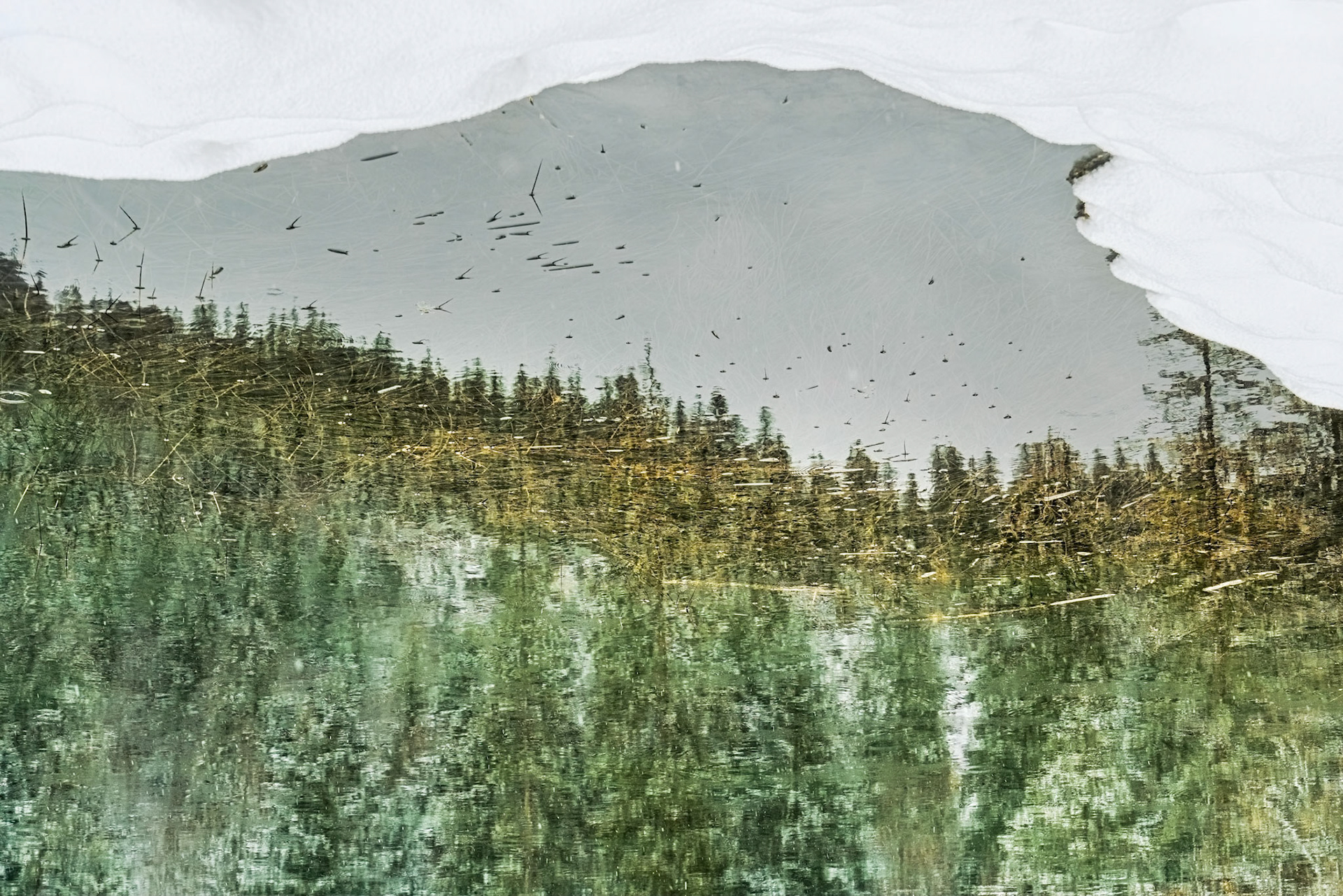 neige véritable, incrustation de brindilles dorées, percée de brildilles semi-immergées, reflets de sapins, couche de glace, danse d'algues en transparence