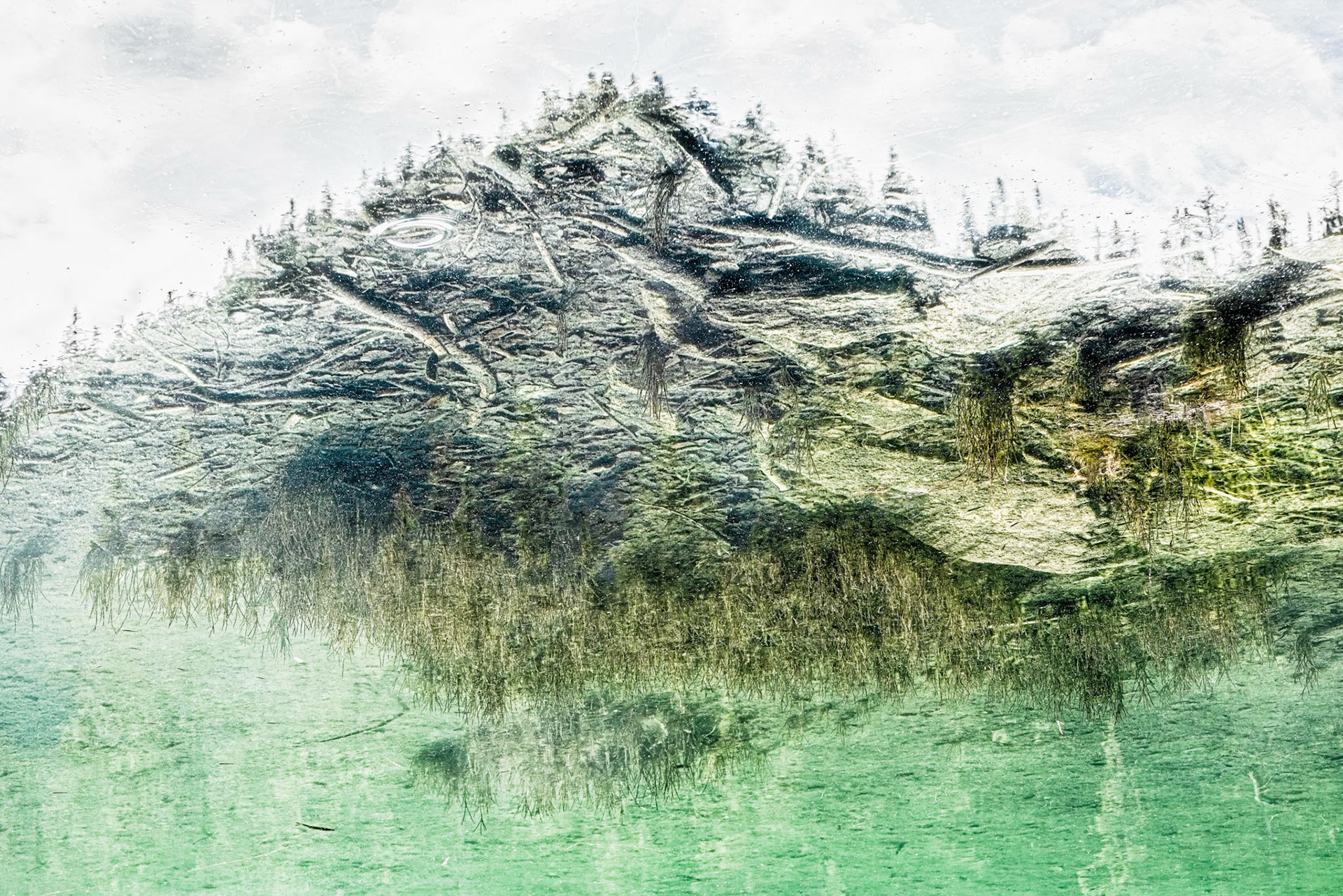 Barbe d'algues en immersion, contrejour sur sapins glacés, ciel-en-gris