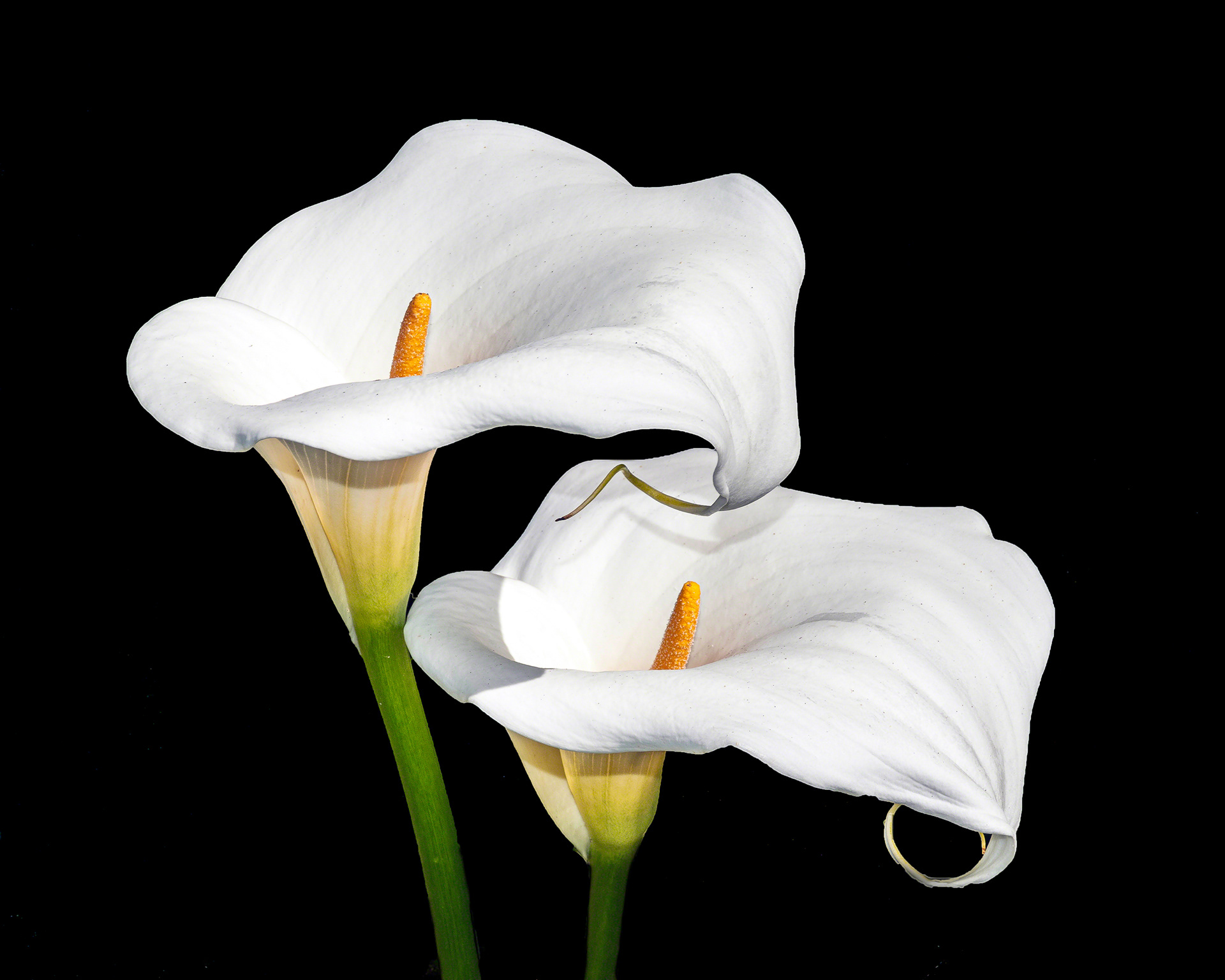 Two Lilly's