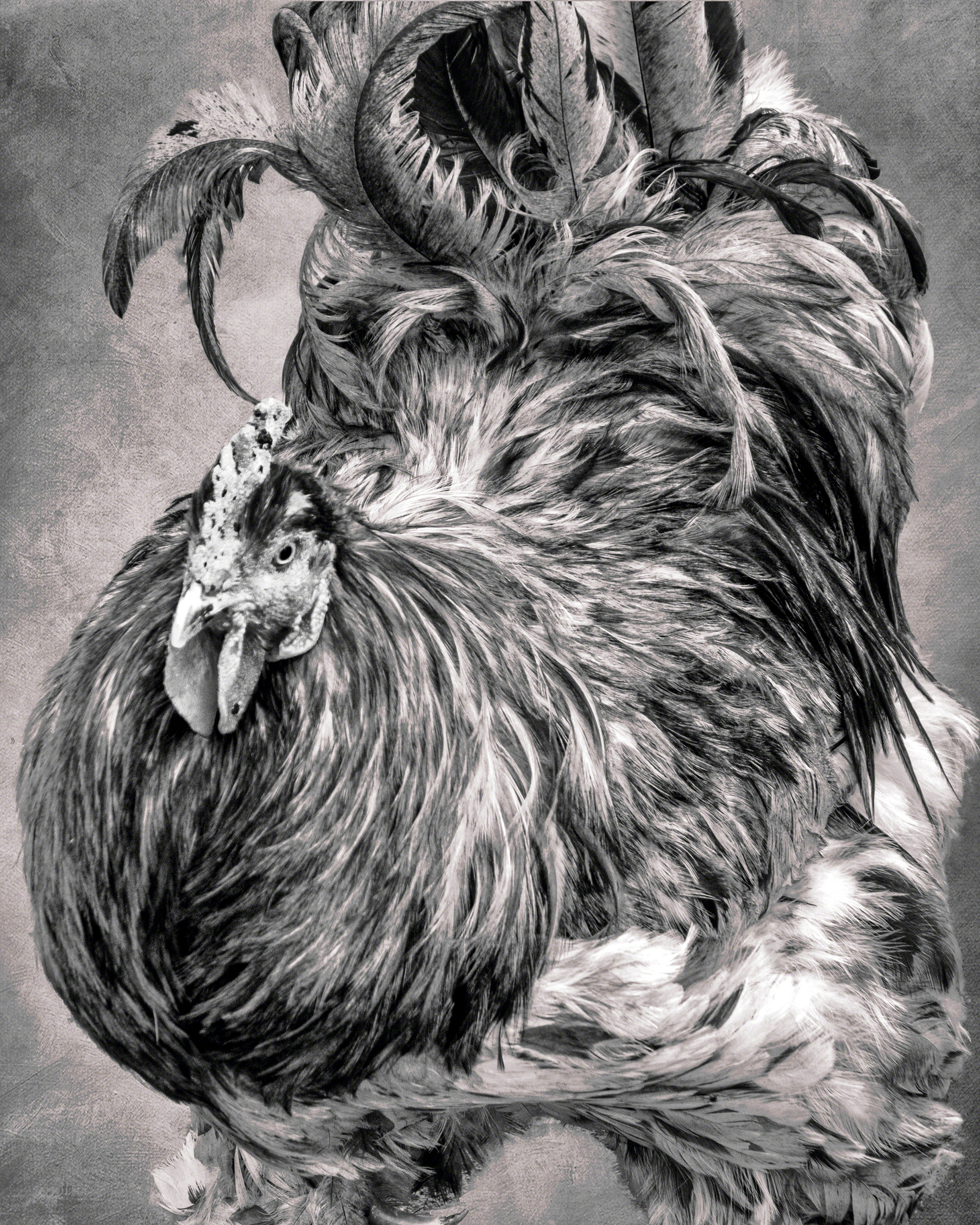 Rooster In Charge