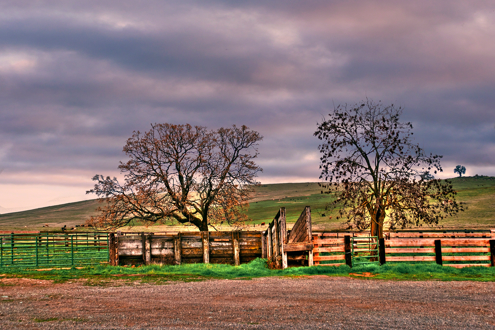 The Cattle Ranch