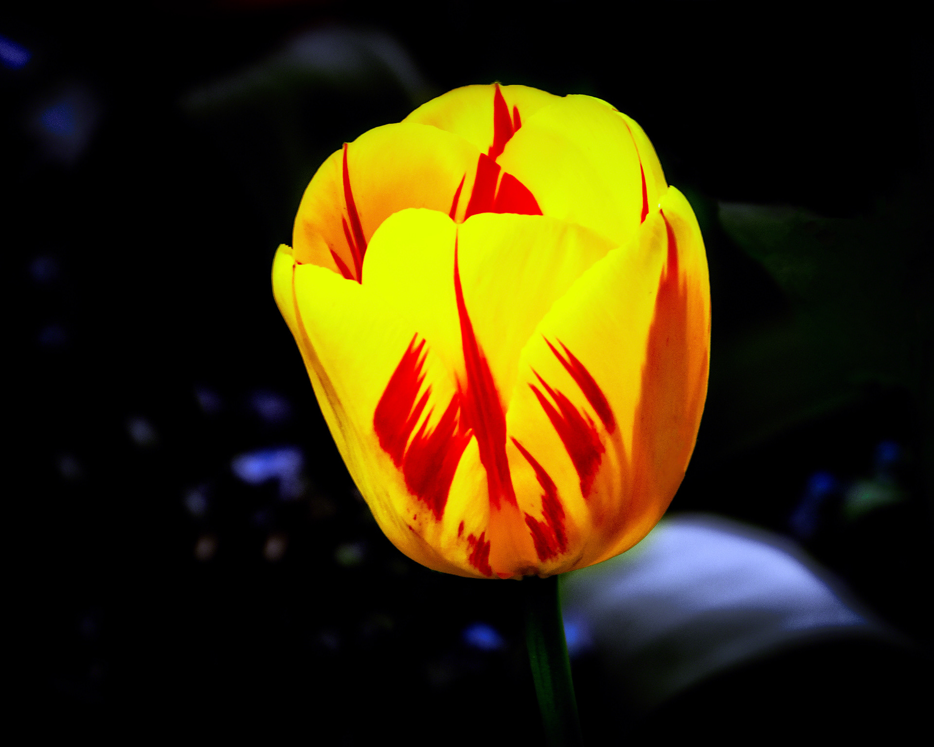 Yellow N Red Tulip