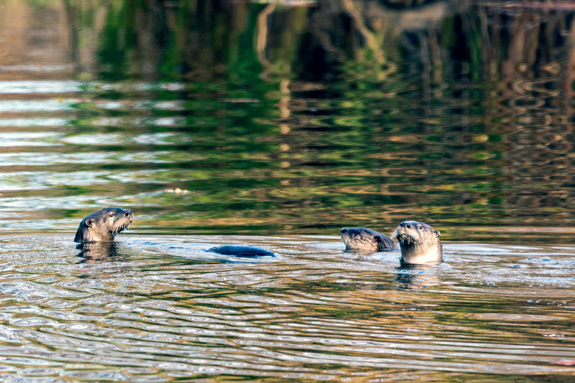 Northern River Otter