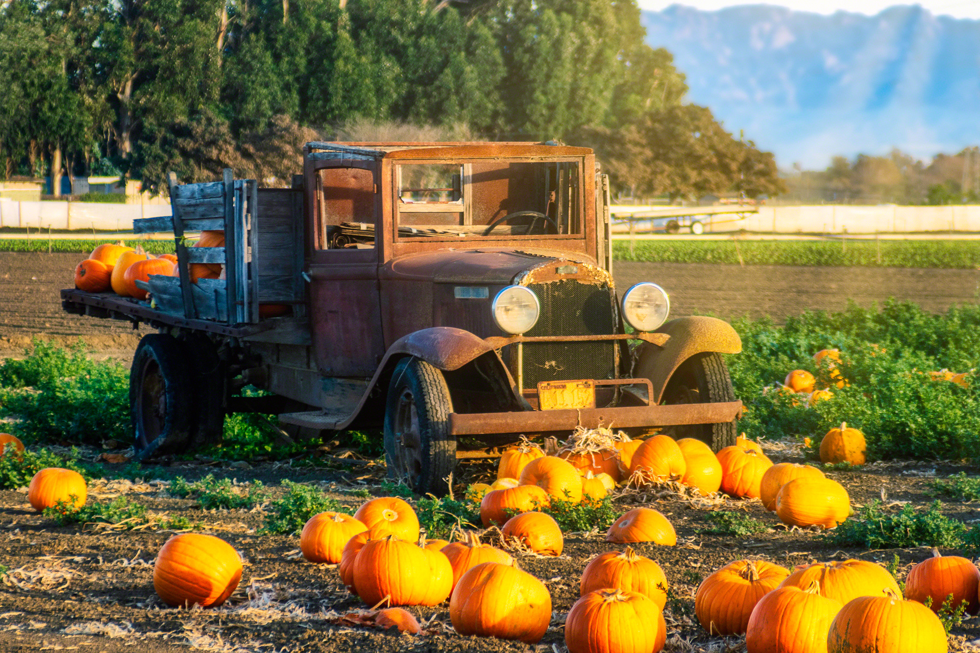 Pumpkin Patch Truck