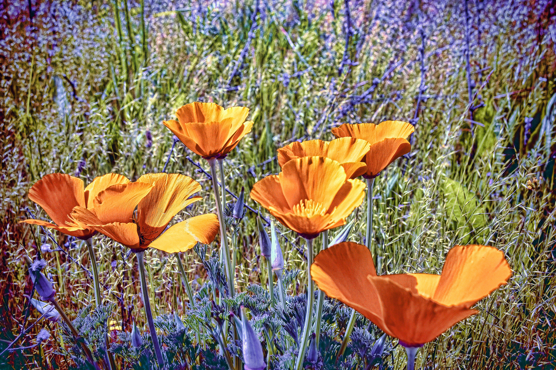California Poppies