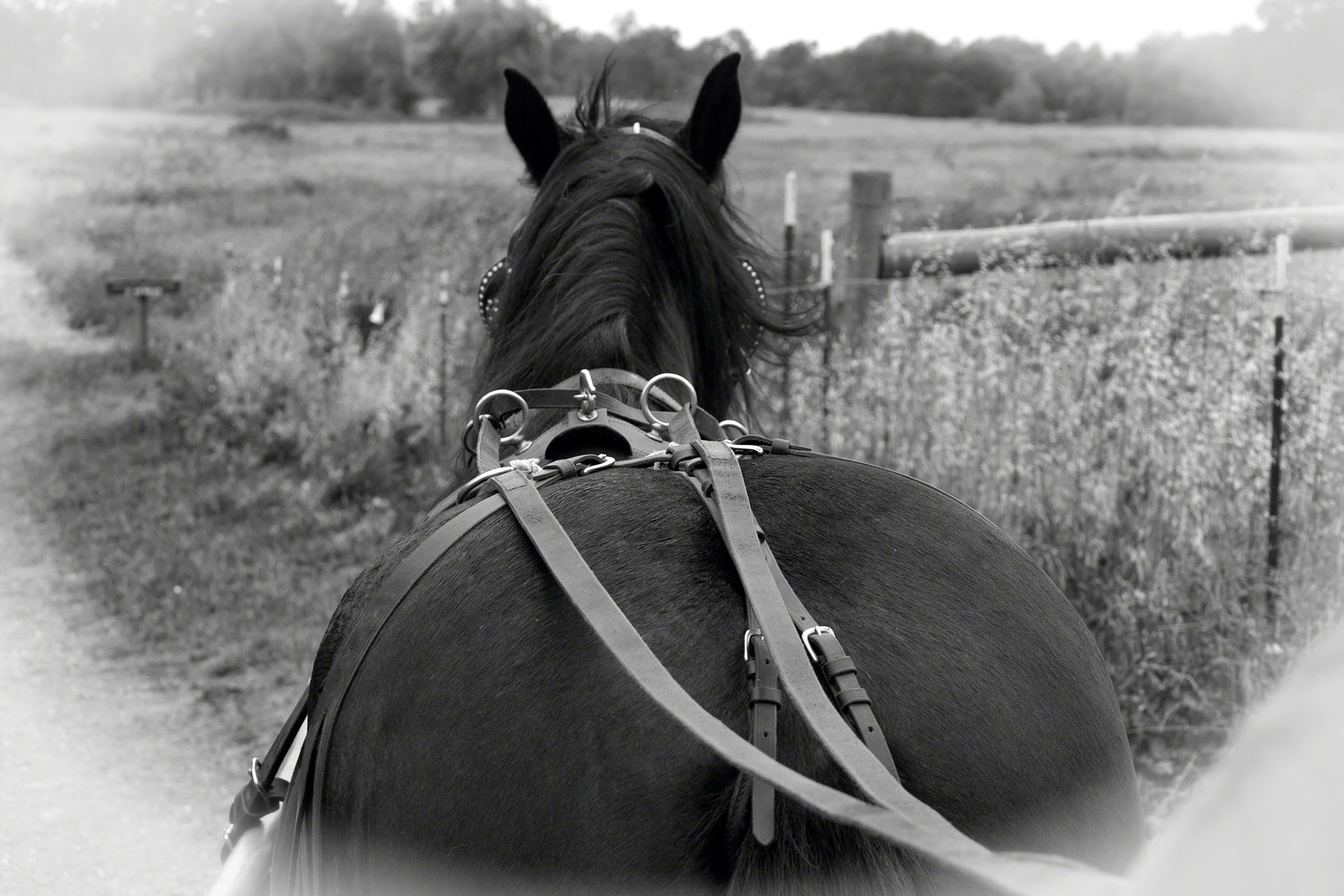 Carriage View