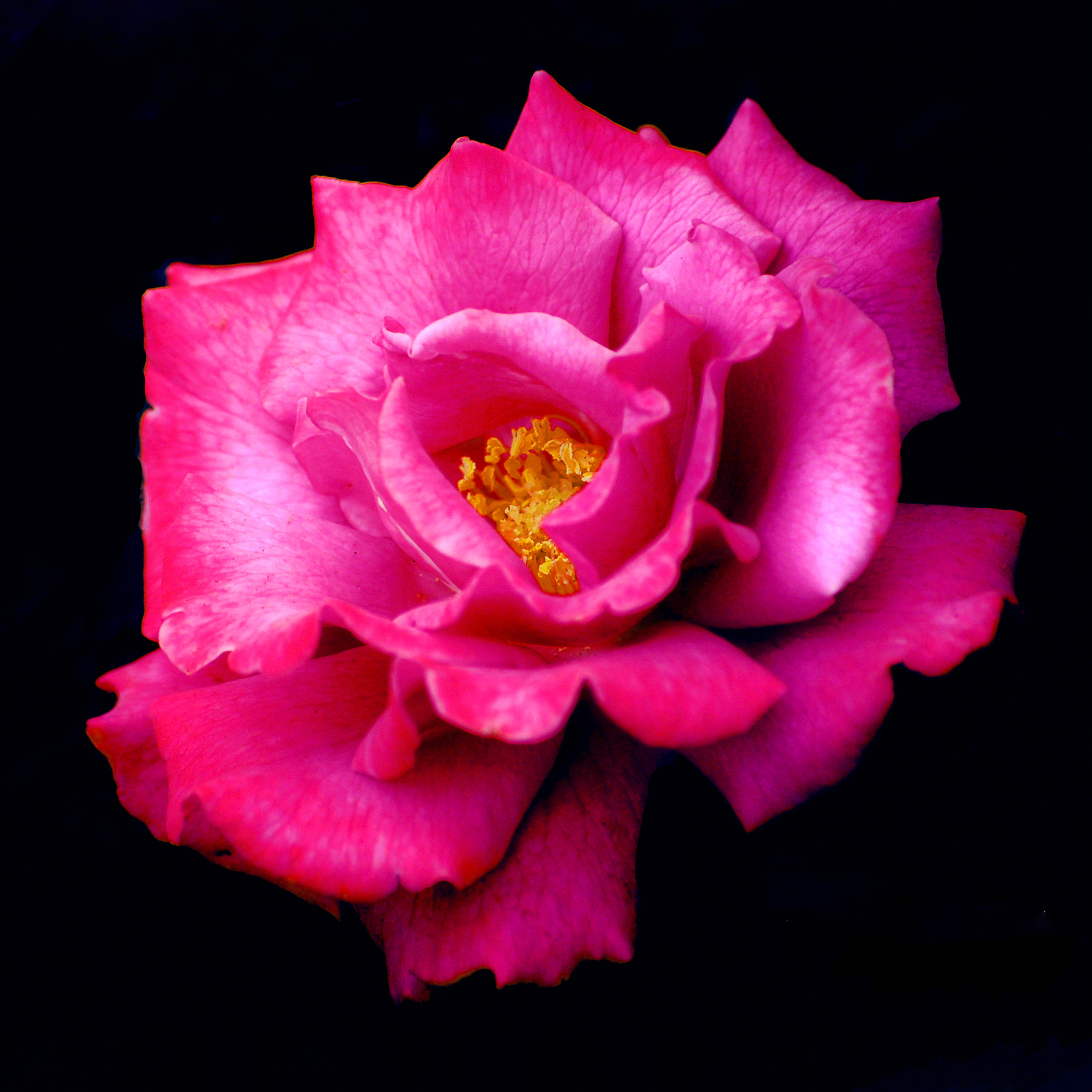 Beauty In A Rose