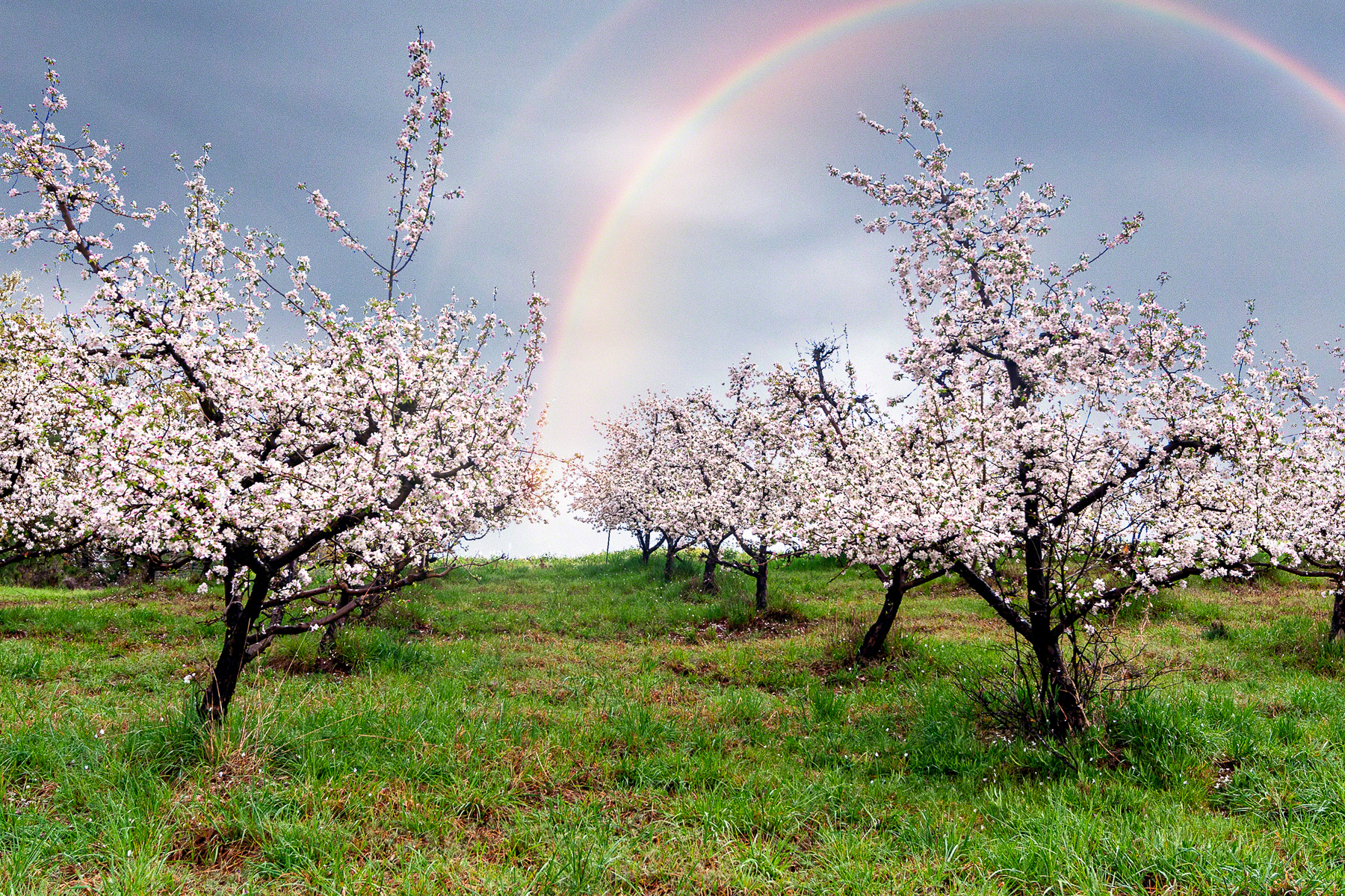 Apple Blooms Rainbow Day