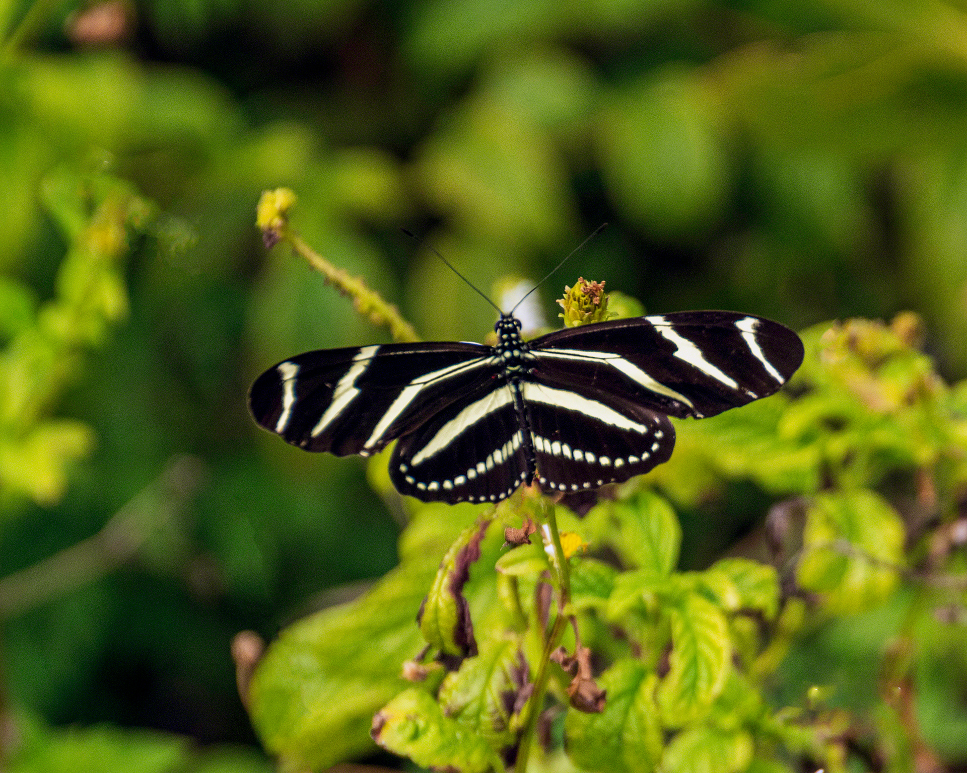 Zebra Longwing Butterfly