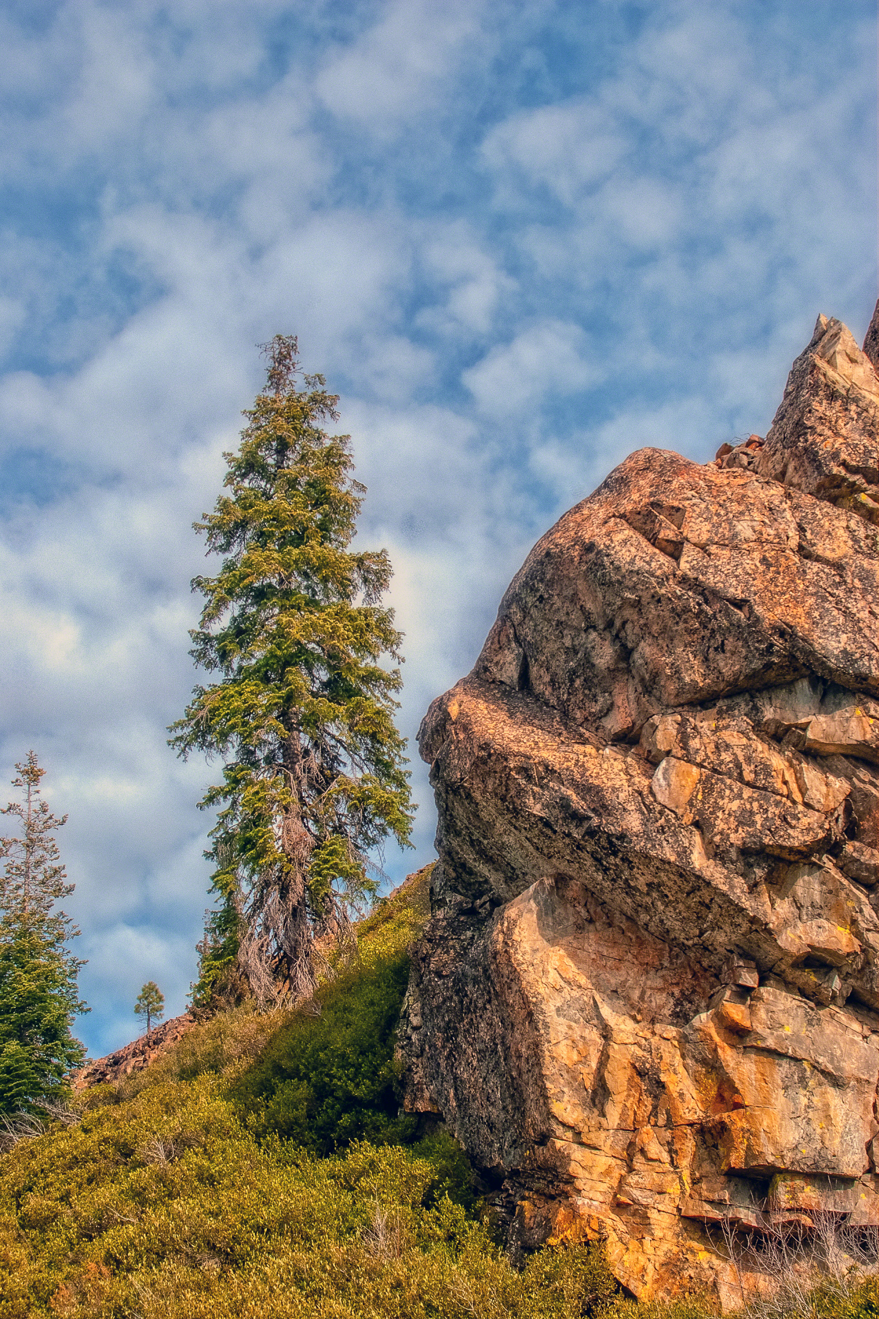 Pine Tree in the Hills