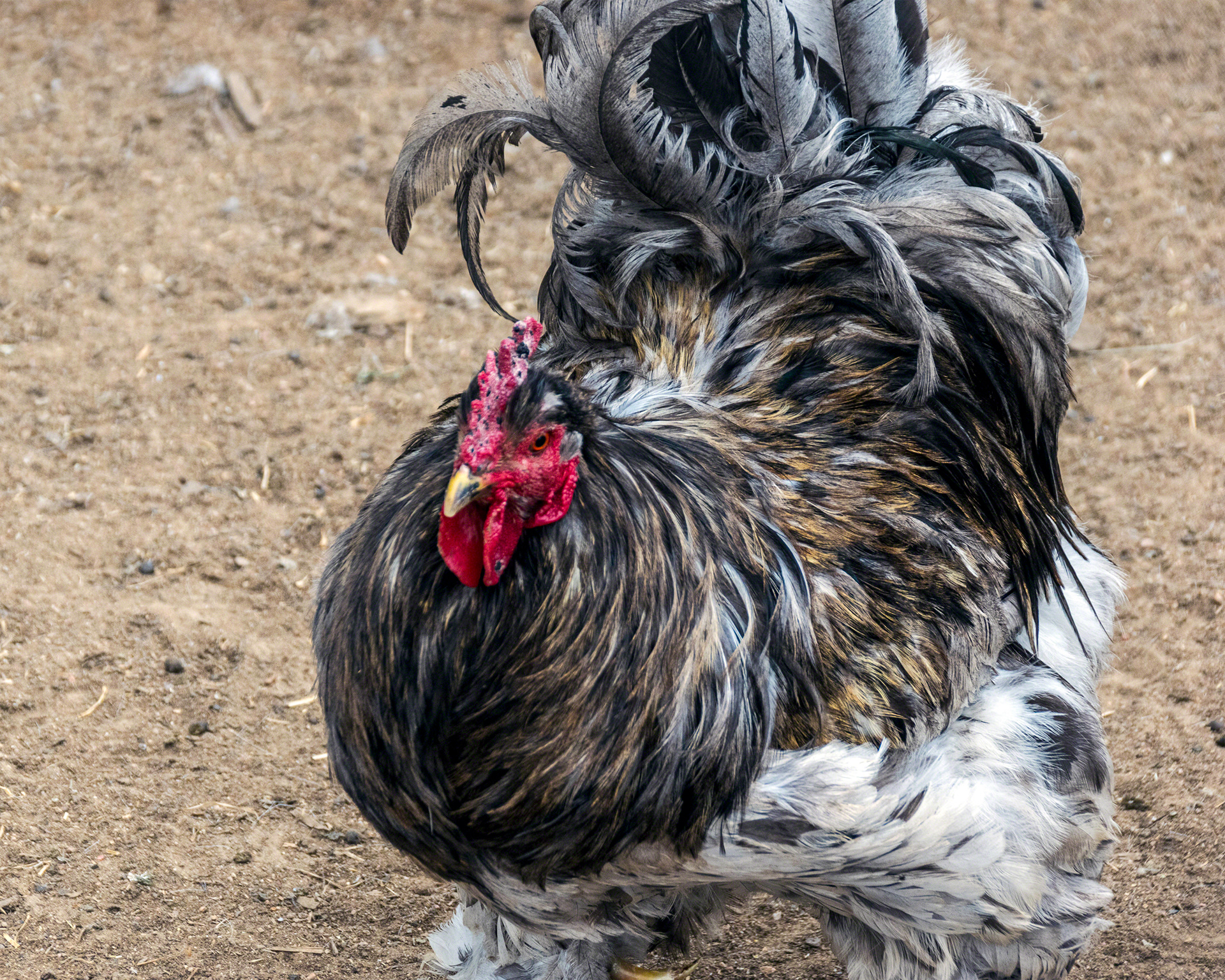 Rooster In Charge