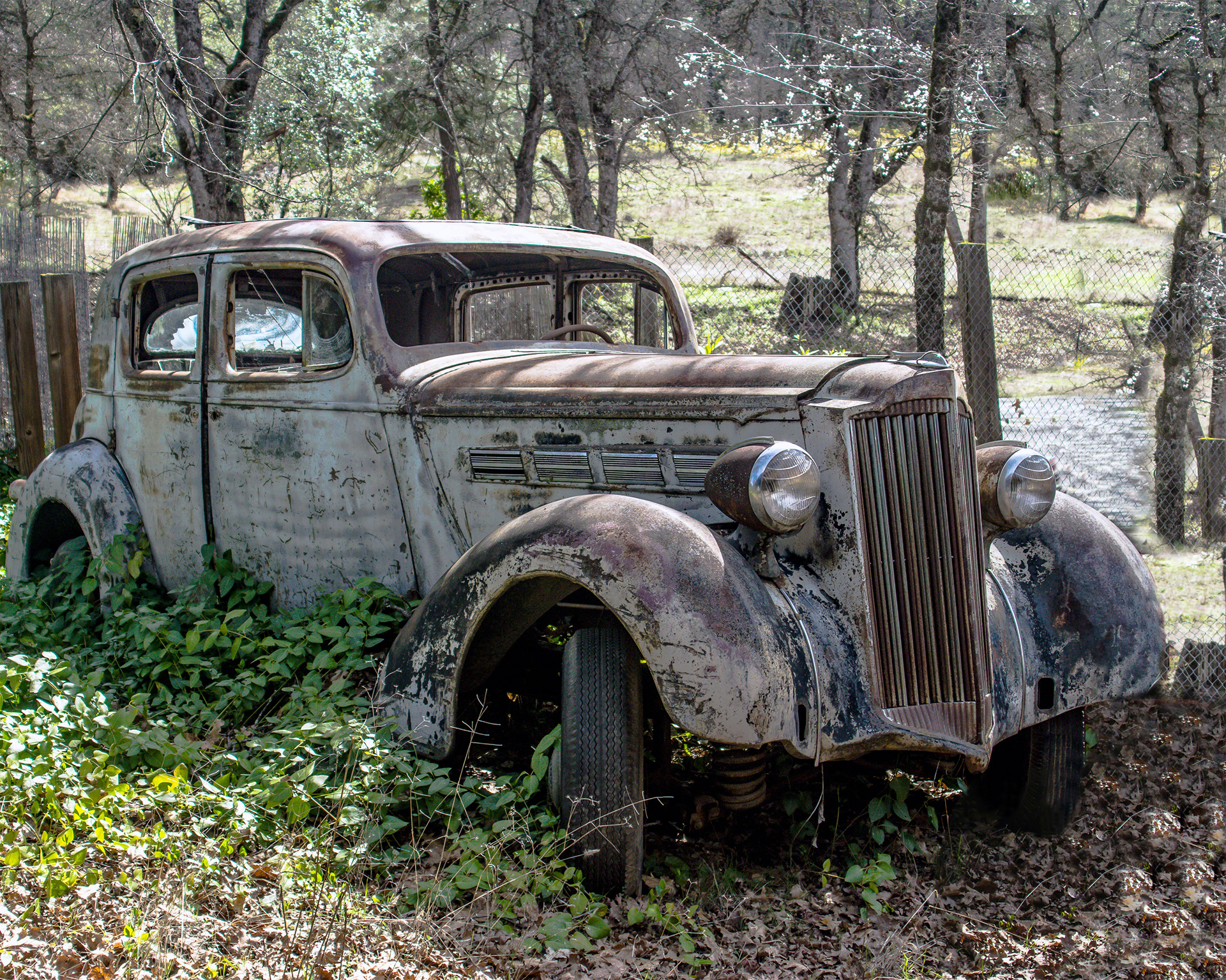 Old Car In The Ivy