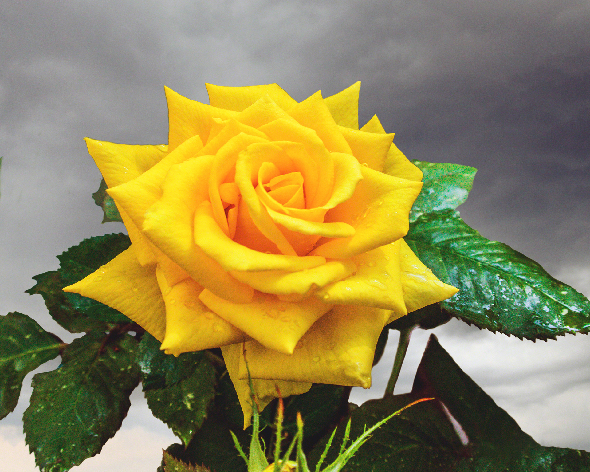 Yellow Rose Skyward