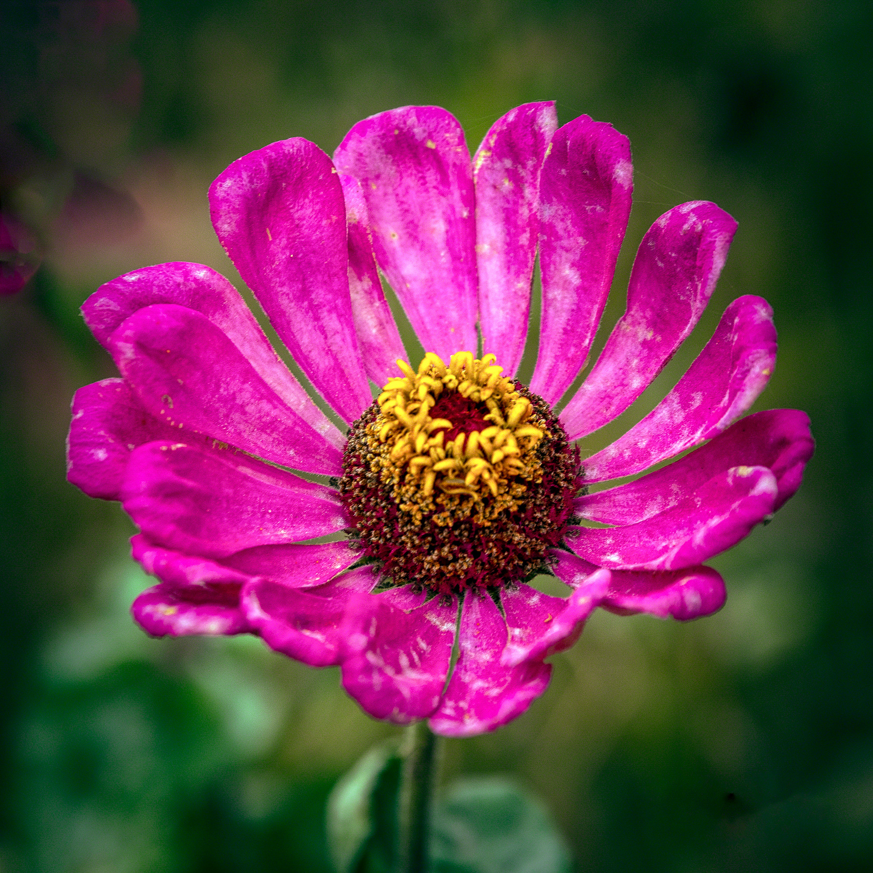 Brown Eyed Susan