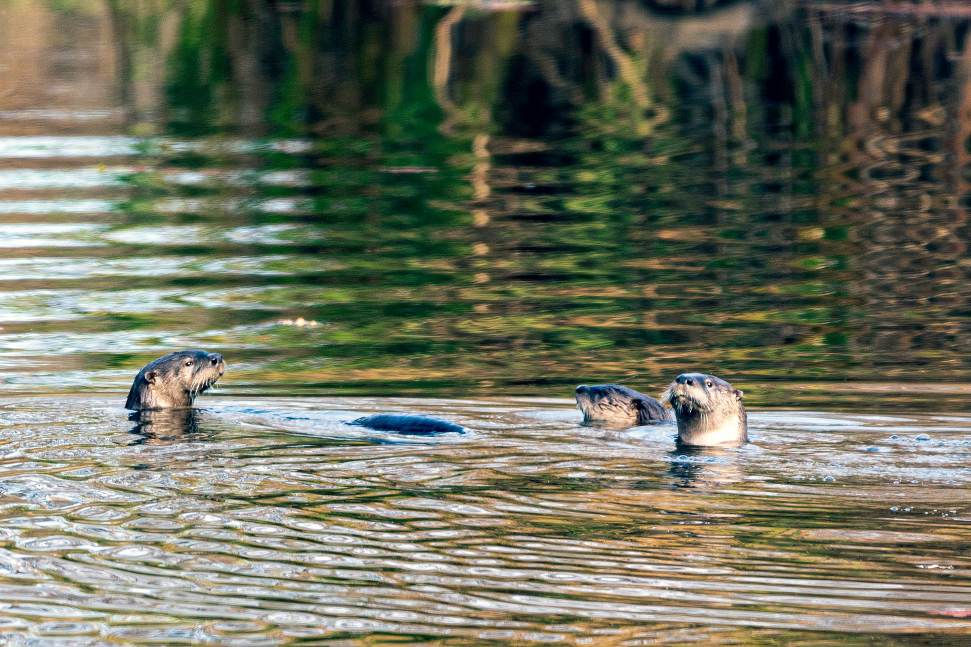 Northern Rivers Otters