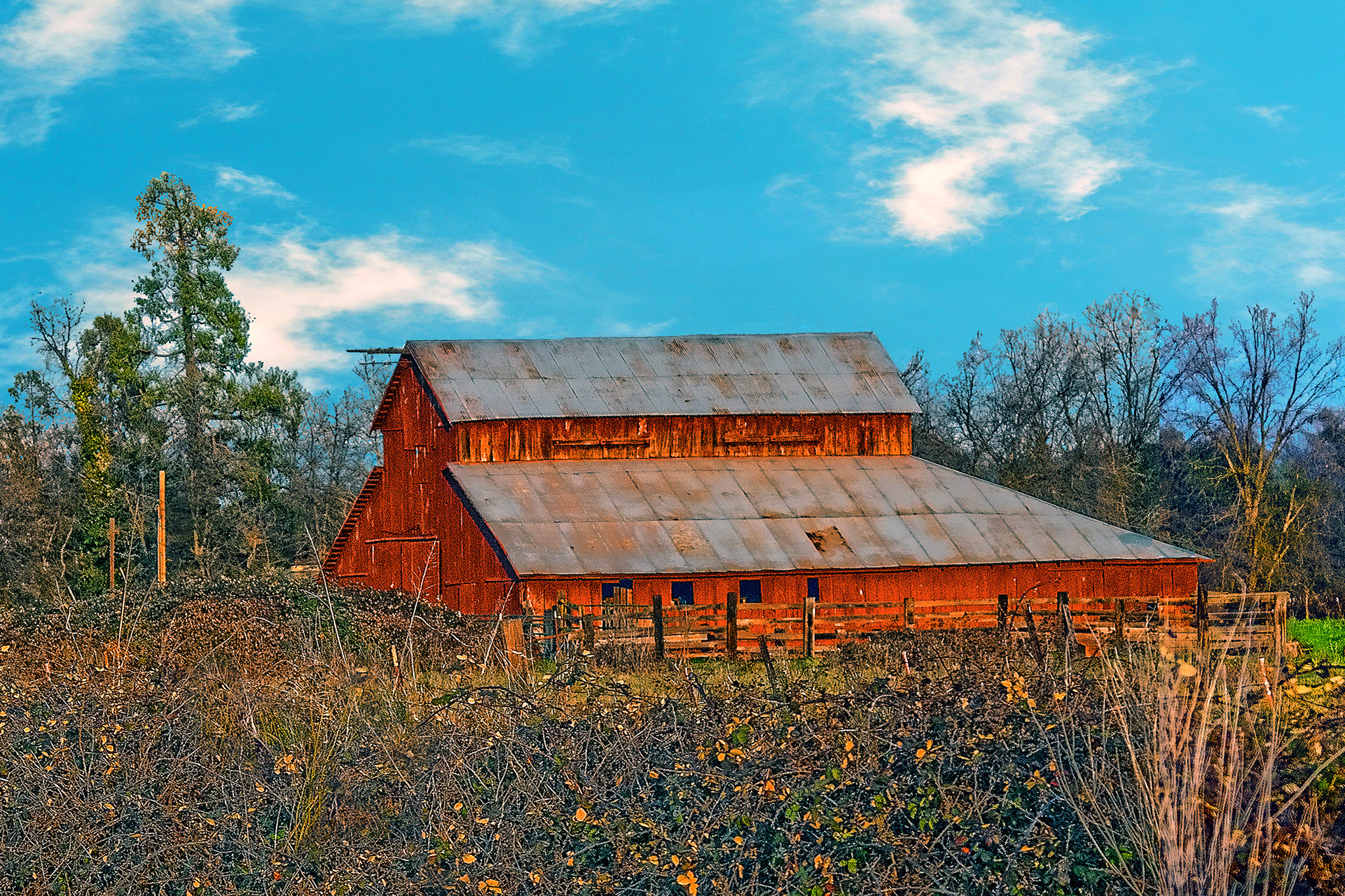 Berry Bushes Barn