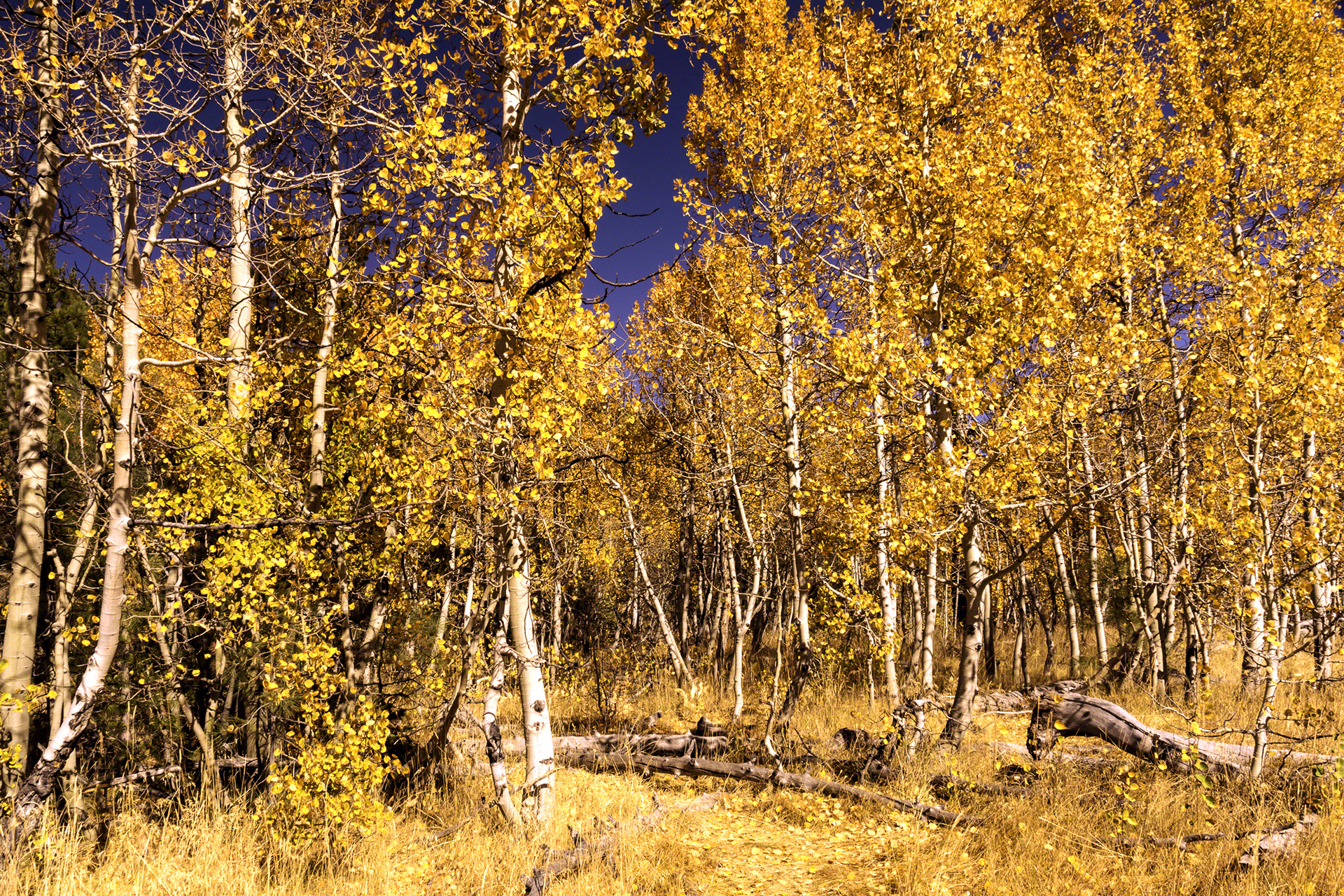 Aspen Gold Tahoe Nevada