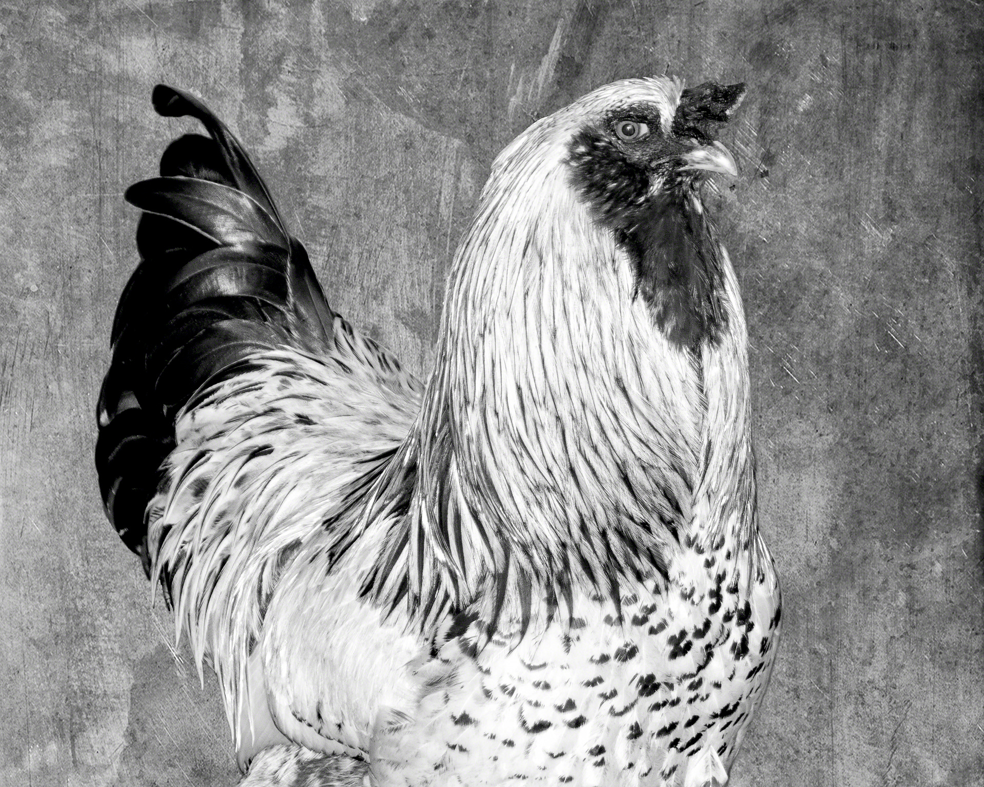 Green Tail Rooster