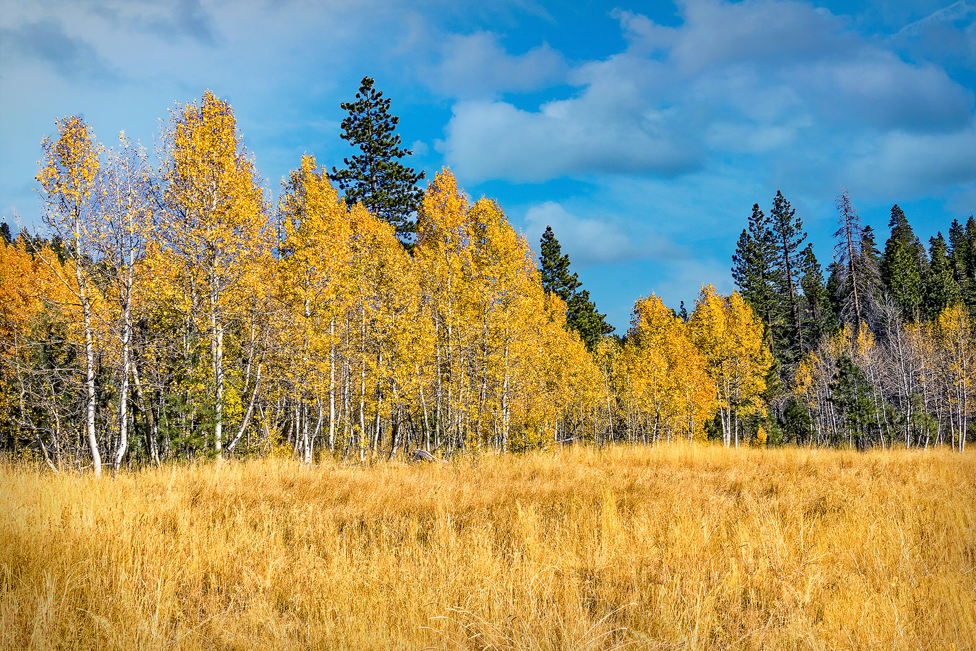 Aspen Gold Truckee CA.