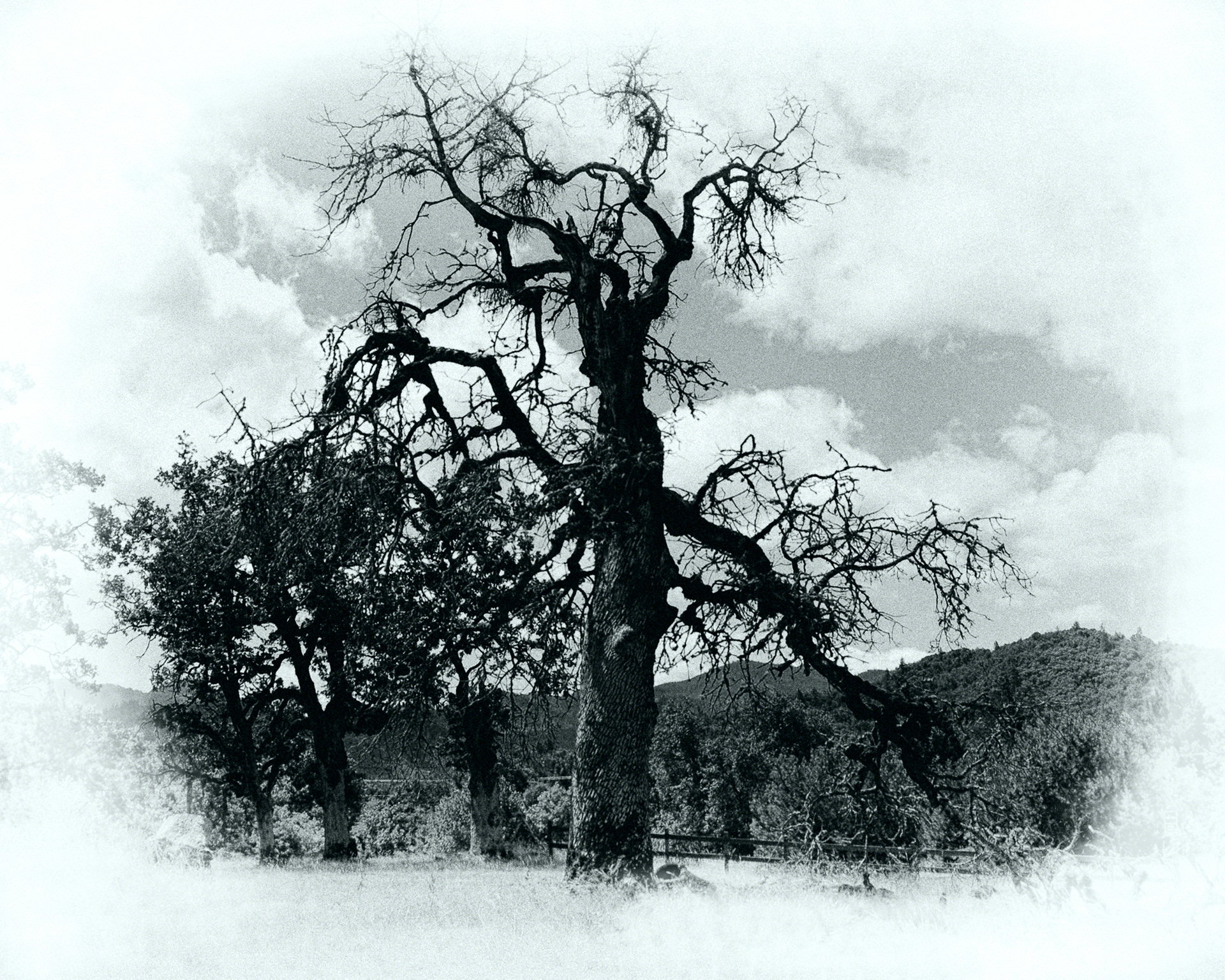 Oak Still Standing