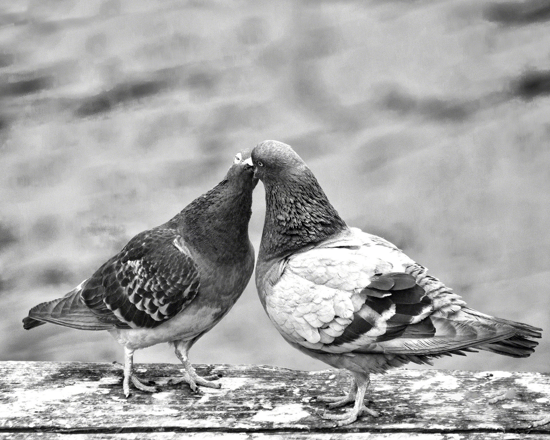 Kissing Pigeons