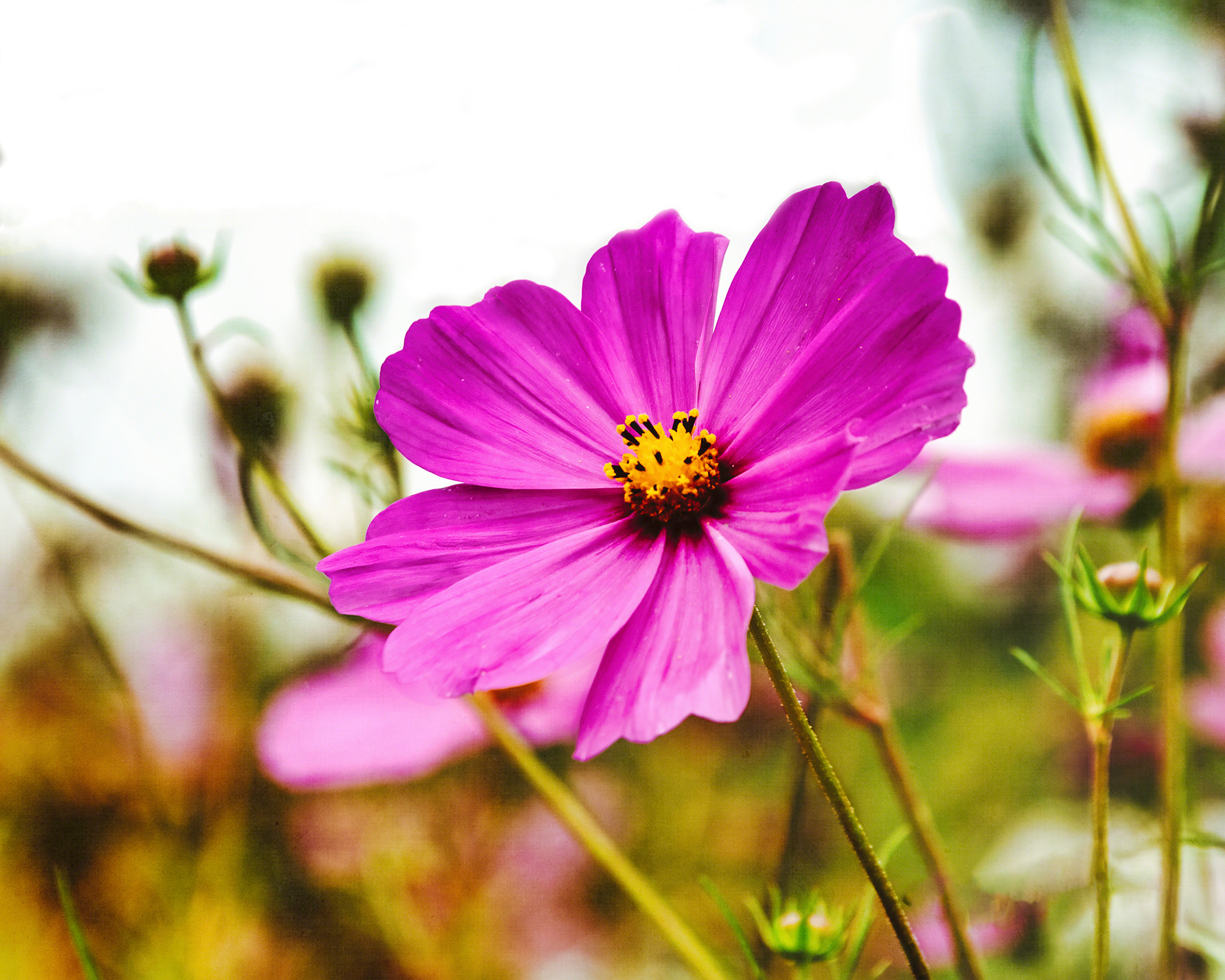 Cosmo Flower