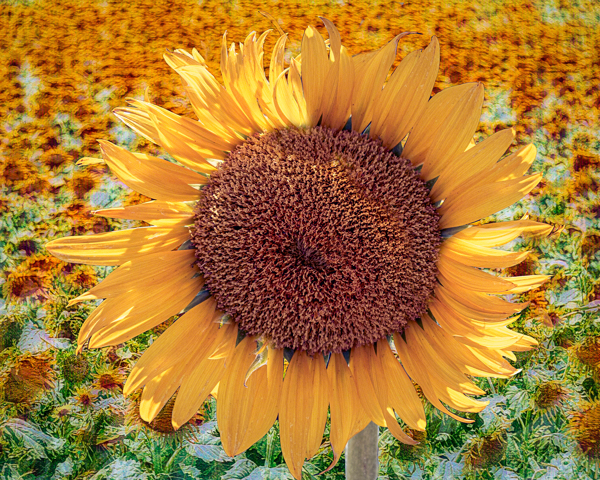 The Sunflower