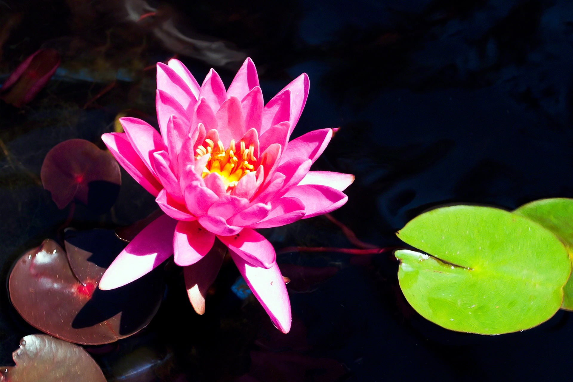 Lilly Pad Flower