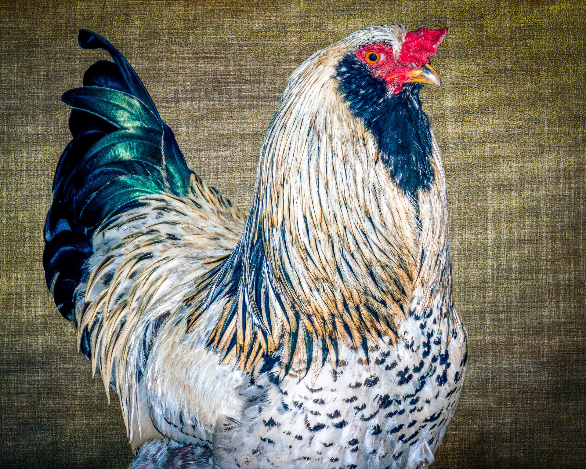 Green Tail Rooster