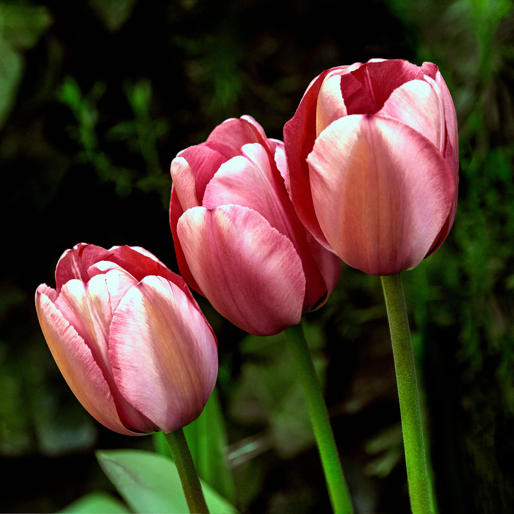 Three Tulips