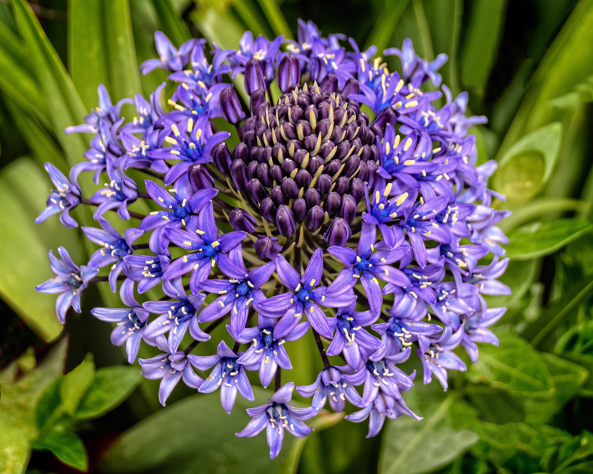 Scilla Peruviana