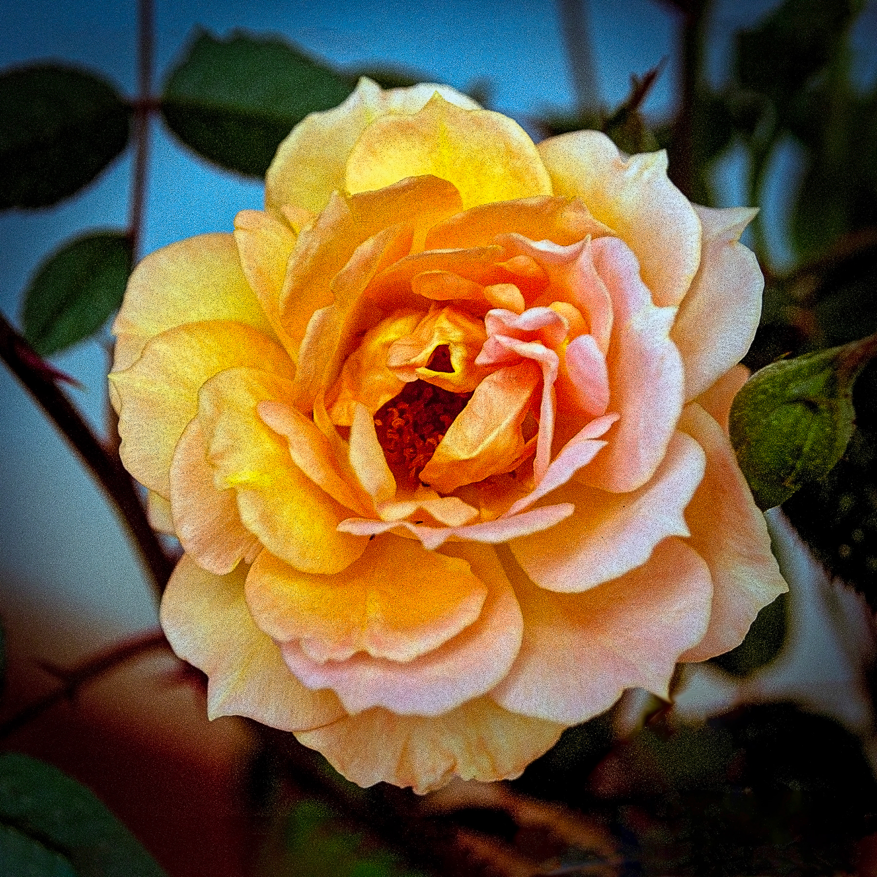 Peachy Rose