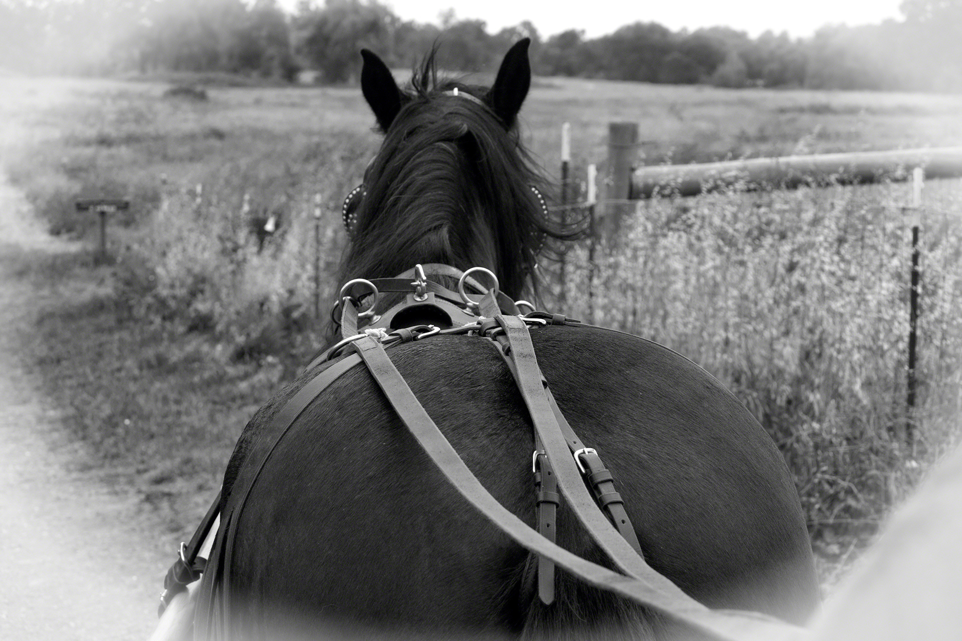 Carriage View