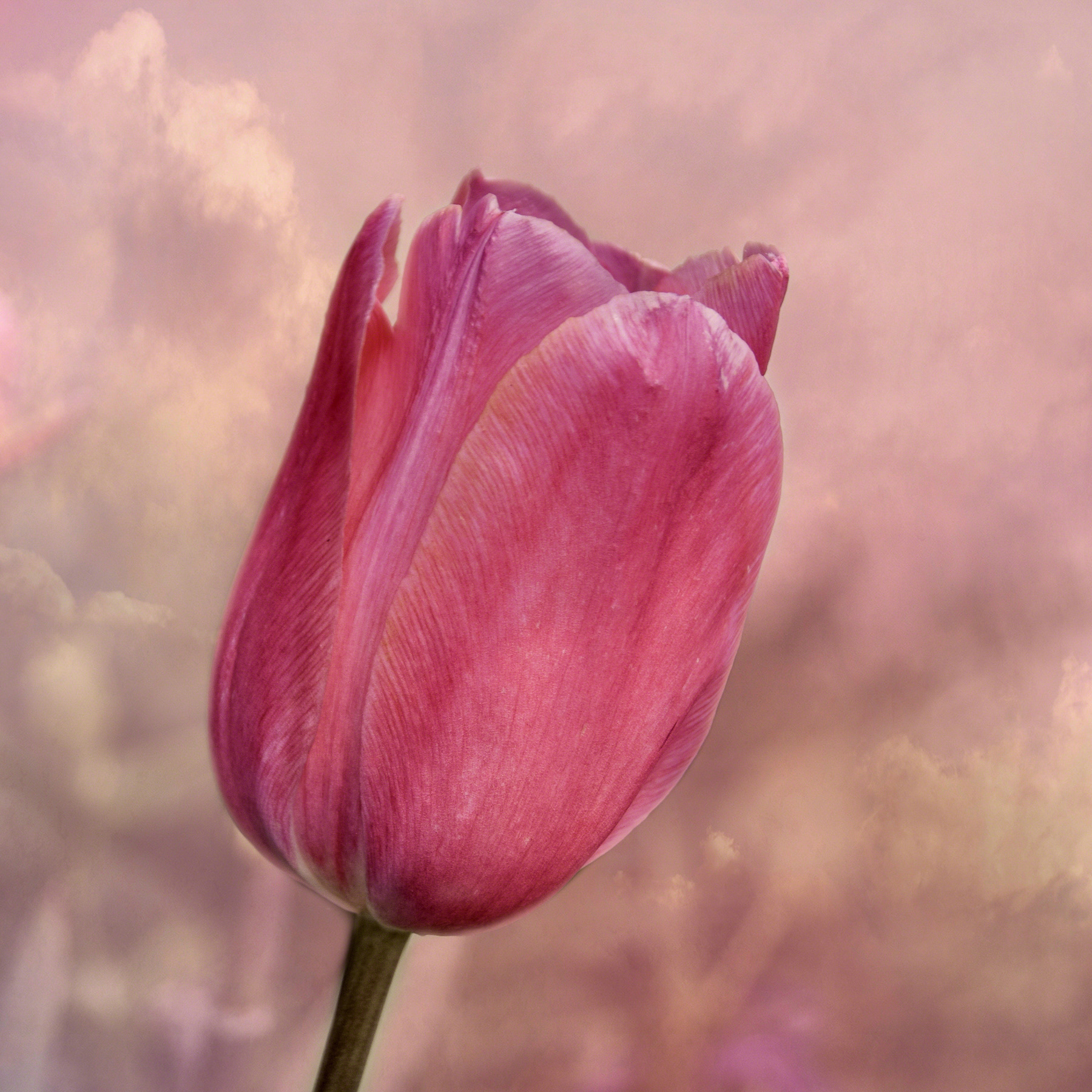 Tulip In The Clouds