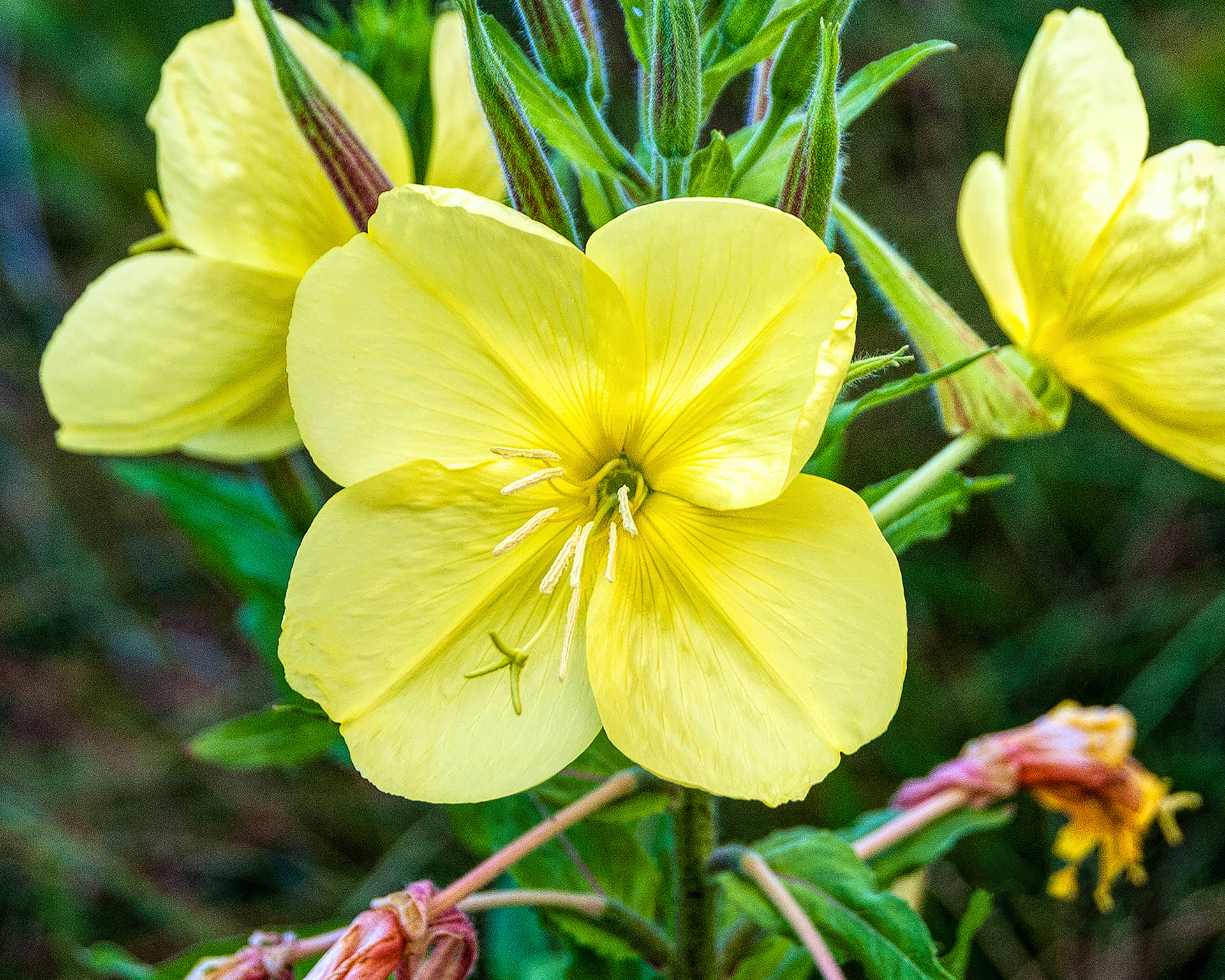 California Primrose