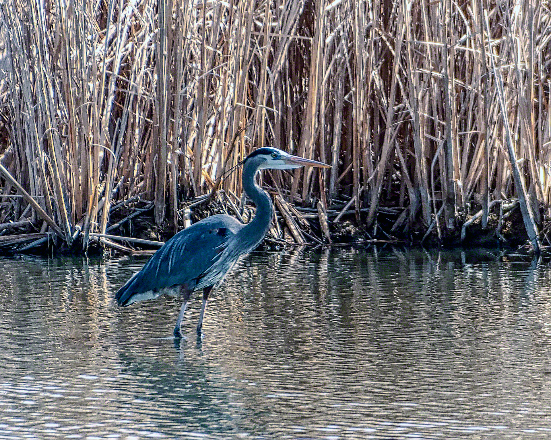 Great Blue Heron
