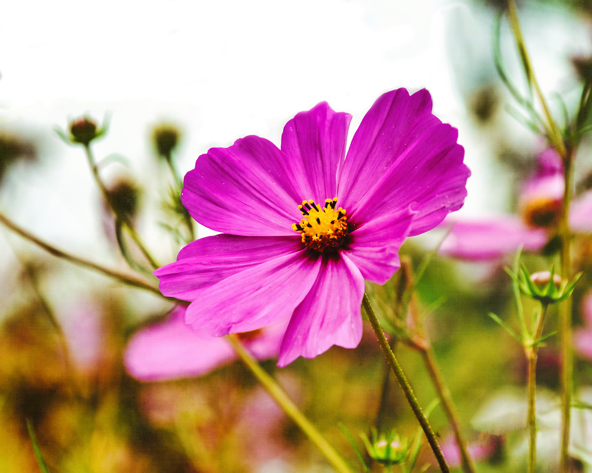 Cosmo Flower
