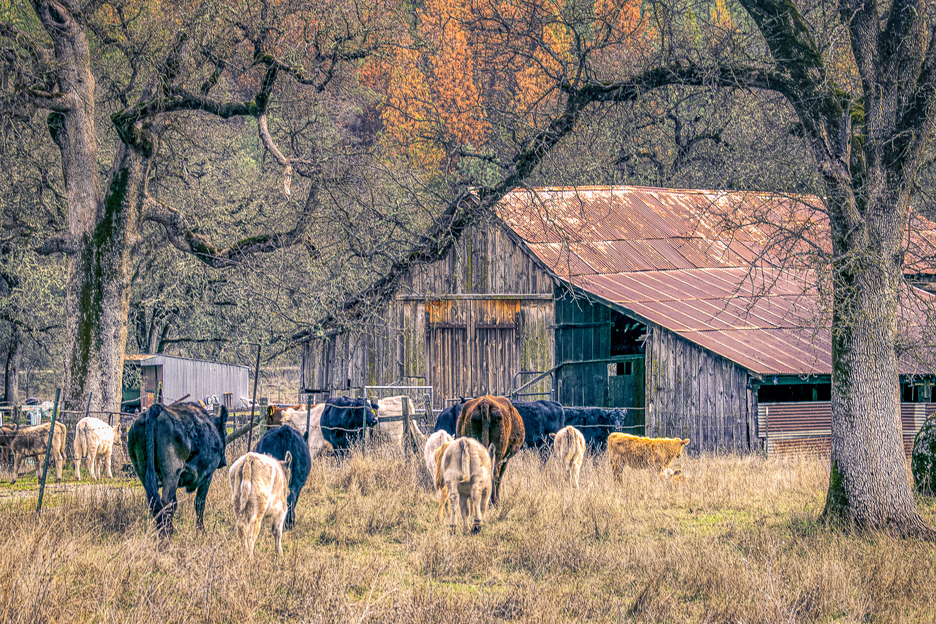 Feeding Time at the Barn