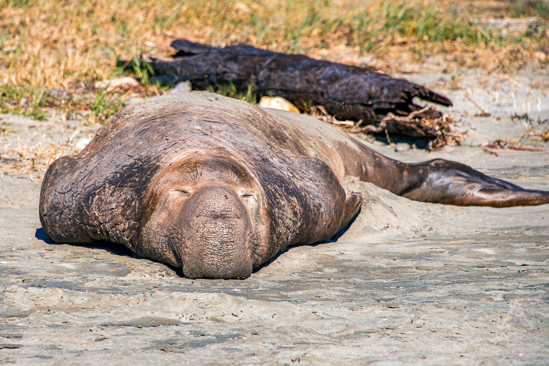 Sleeping Elephant Seal