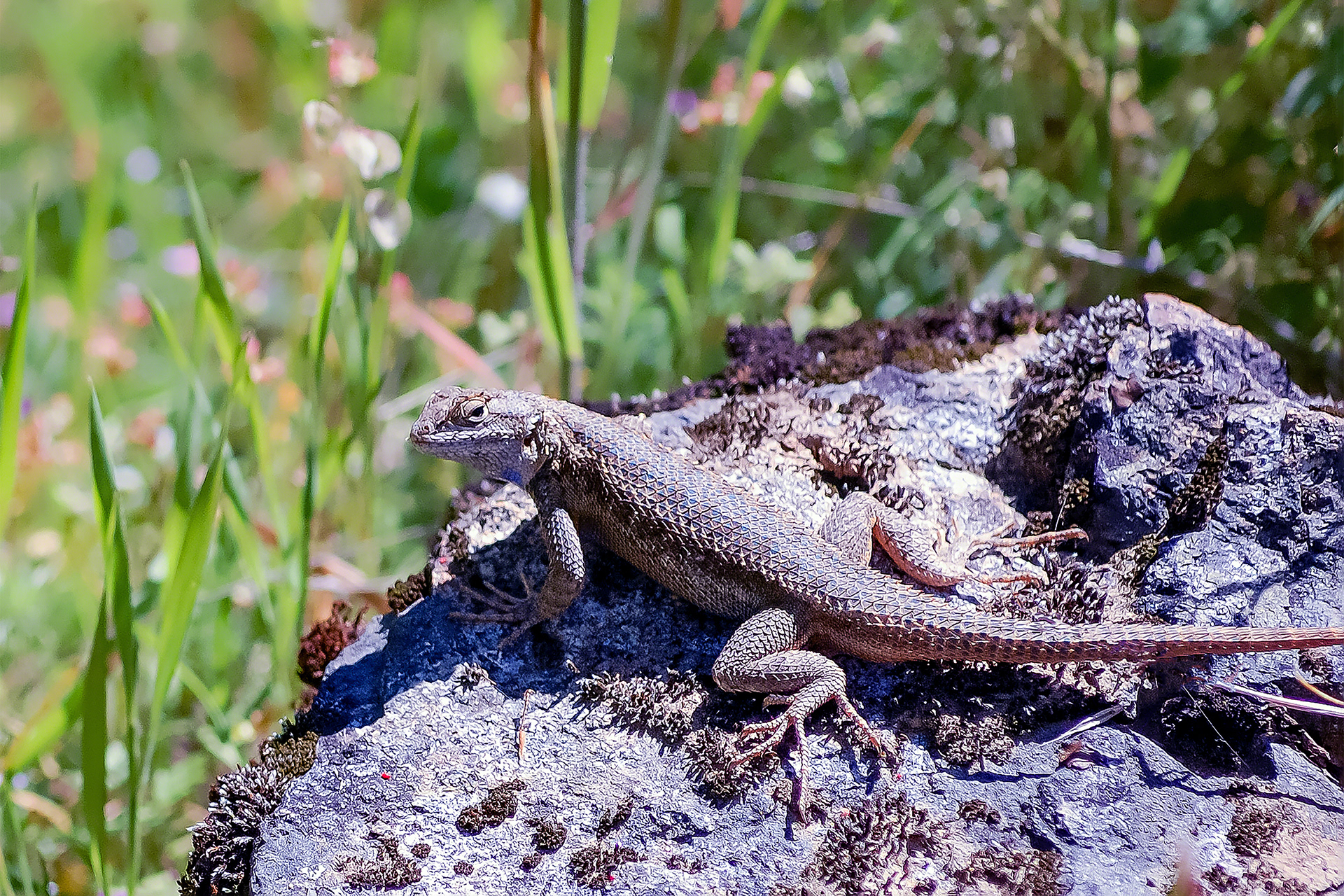 Looking Back Lizard