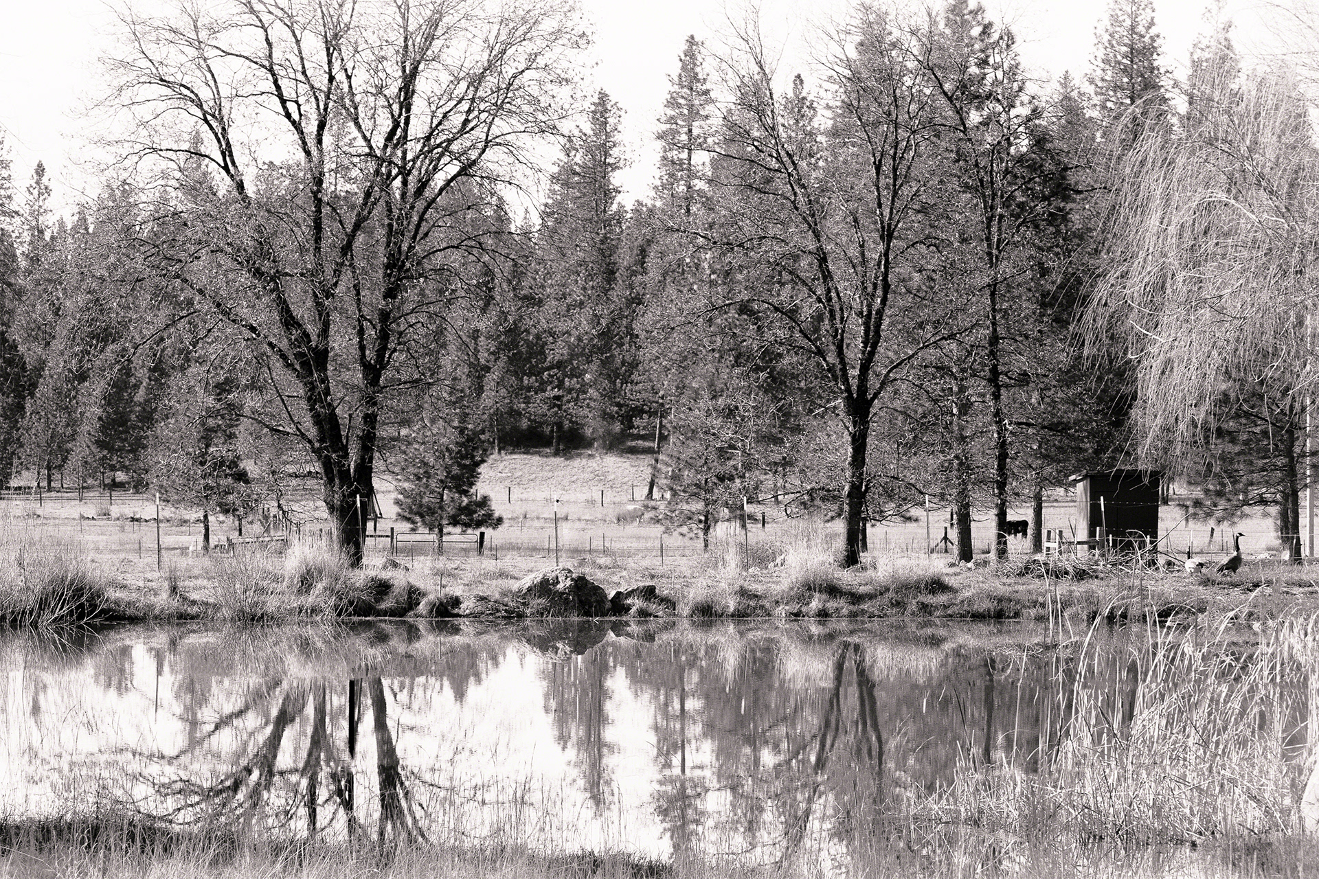 Reflections On The Pond