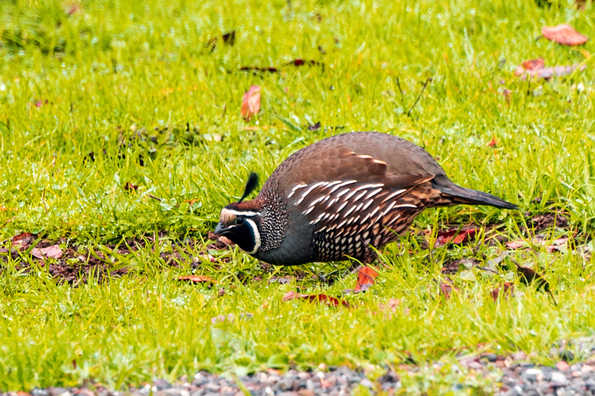 California Quail