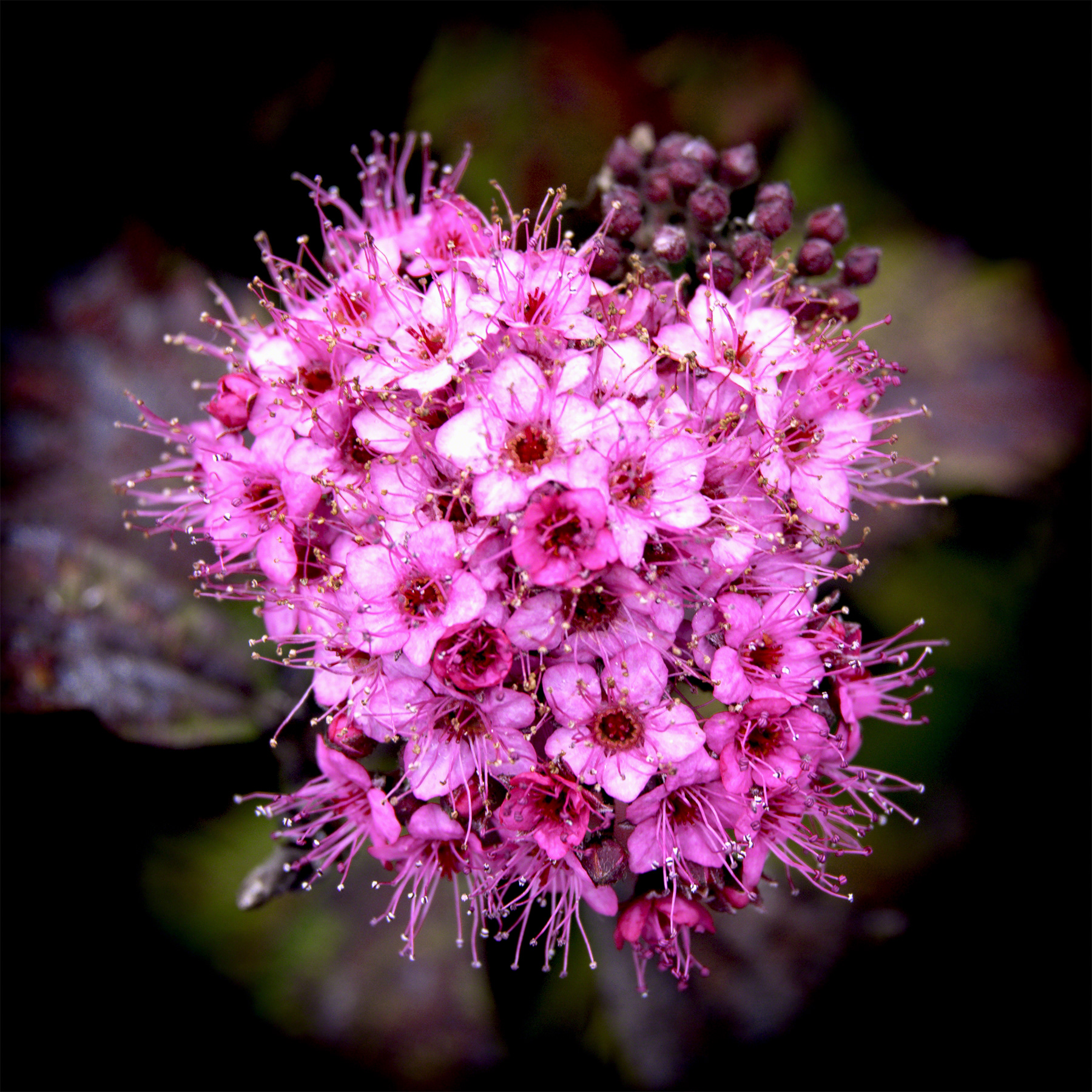 Red Lantana Bloom