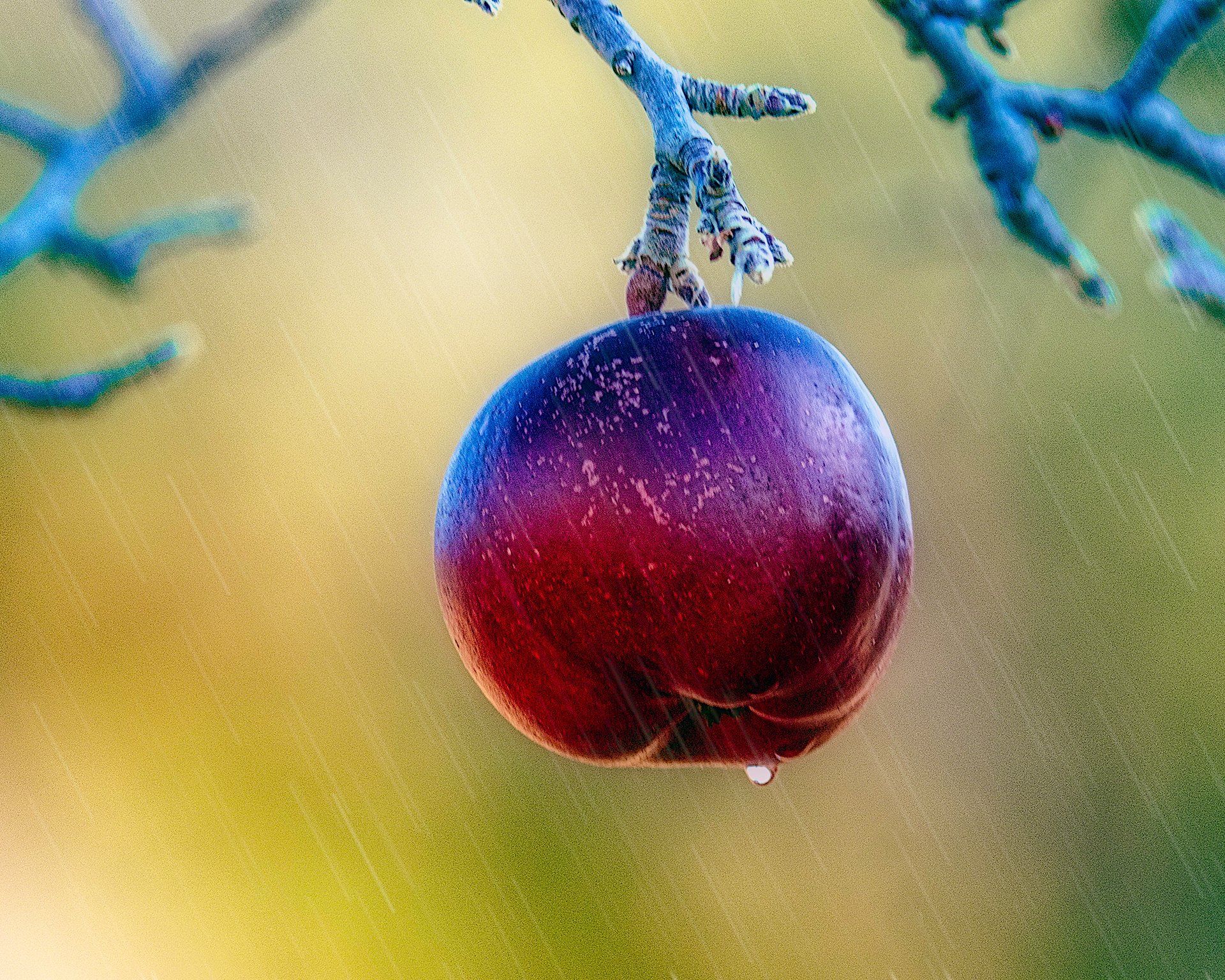 The Last Apple