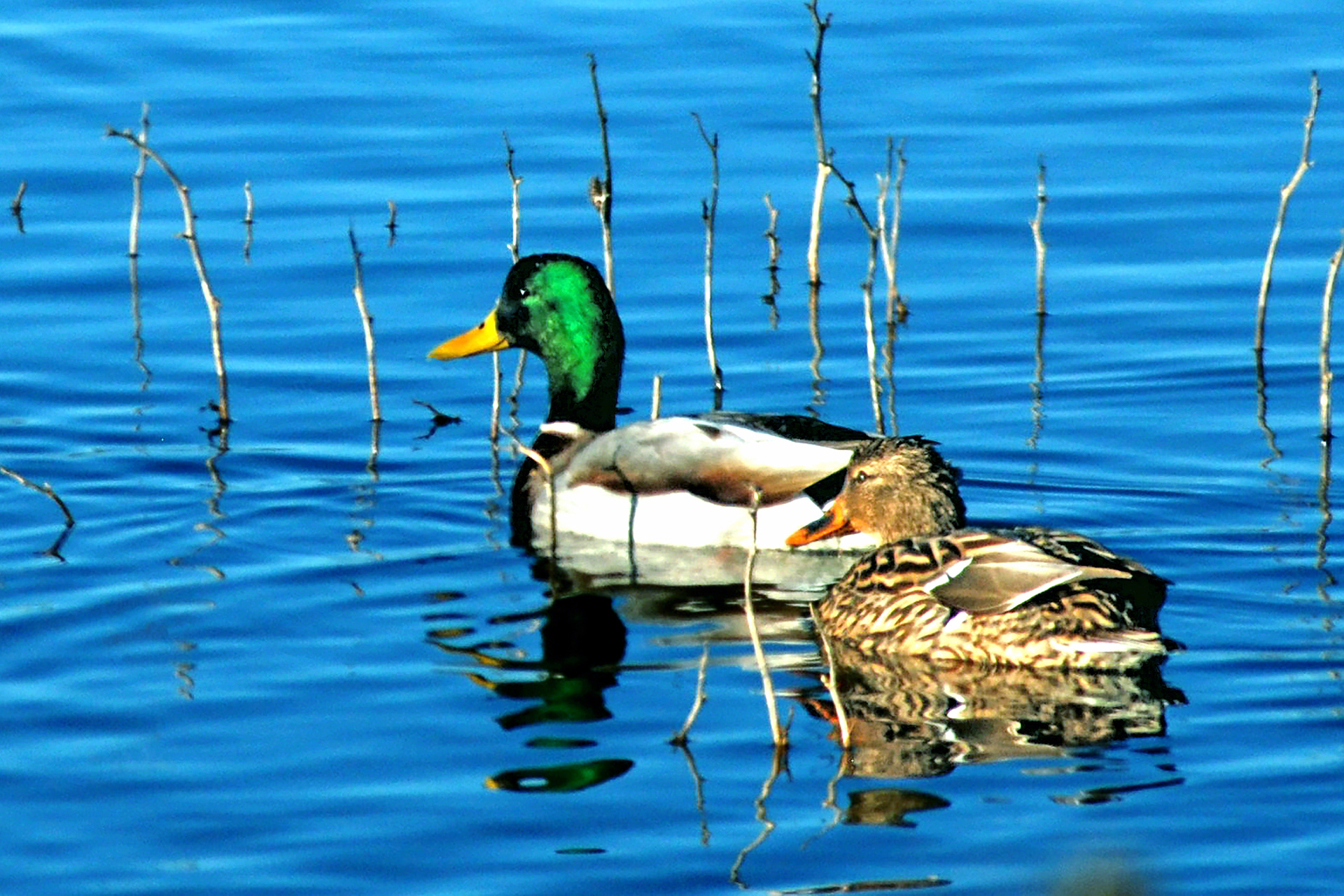 Mallard and Mate
