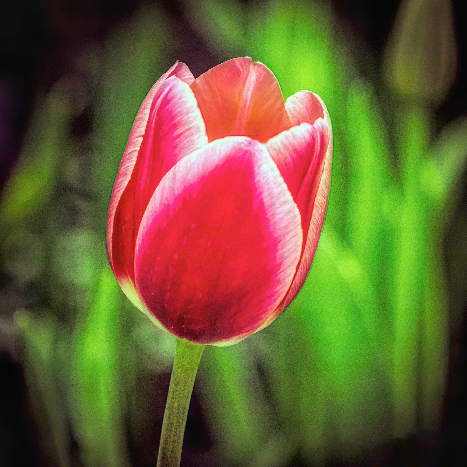 Big Red Tulip