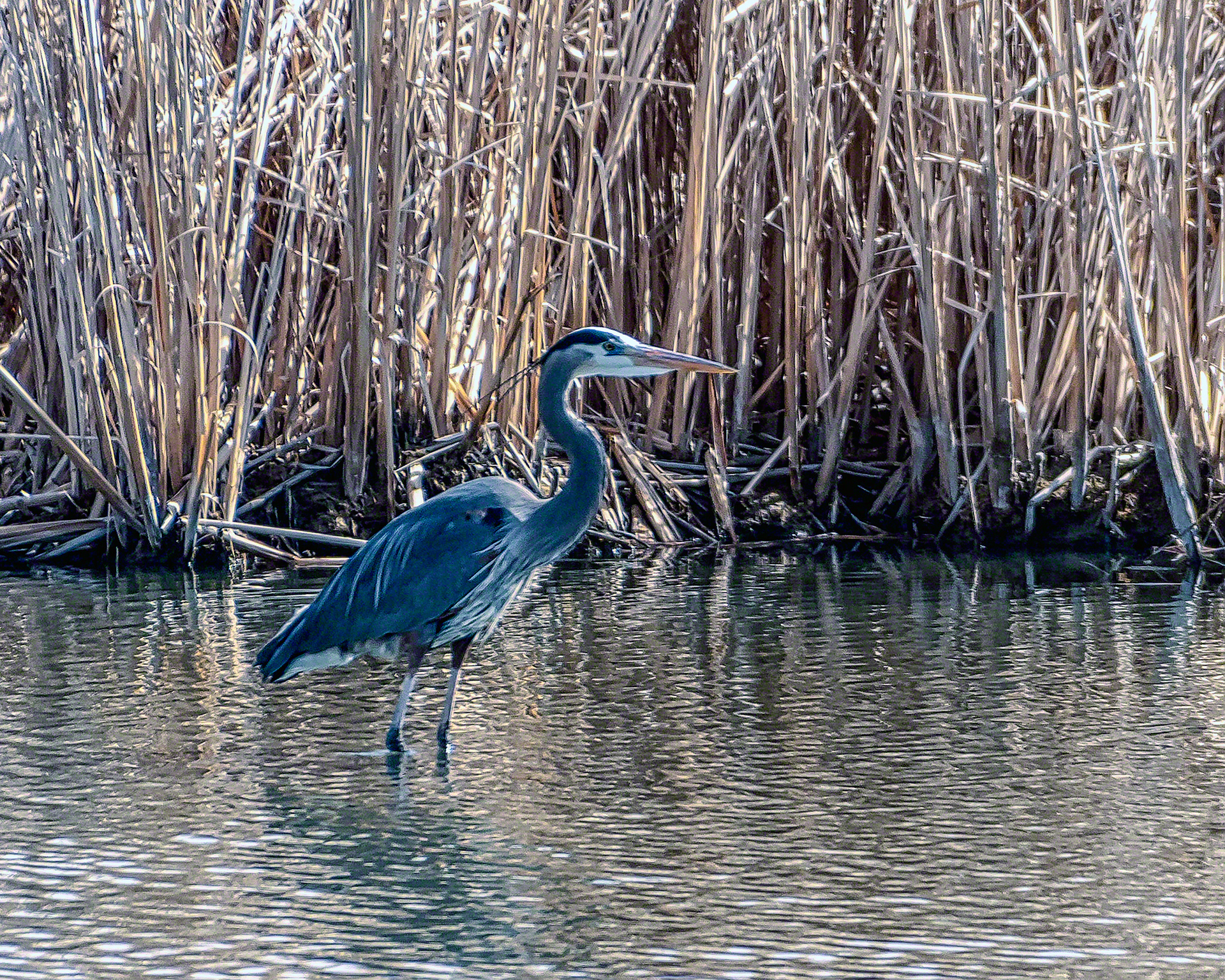 Great Blue Heron