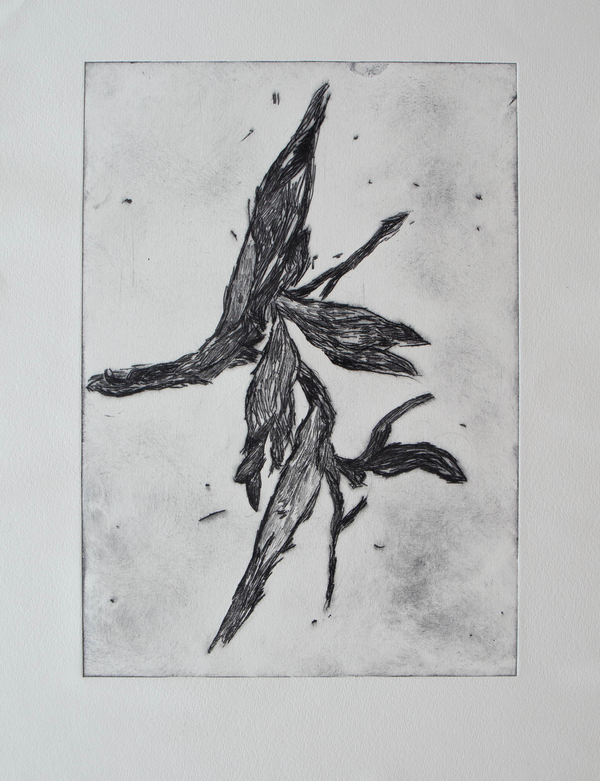 copper etching printed on paper