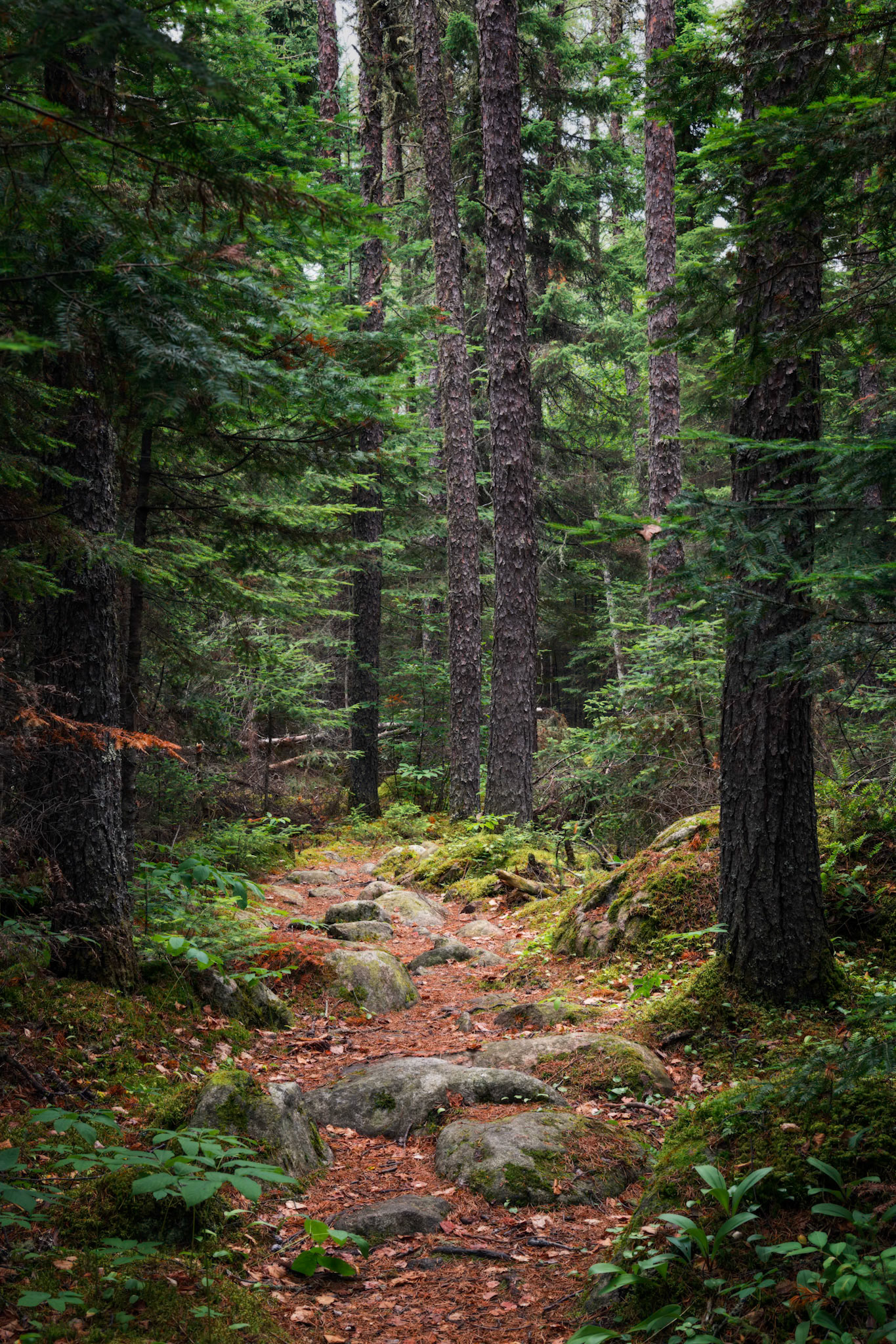 The Path I